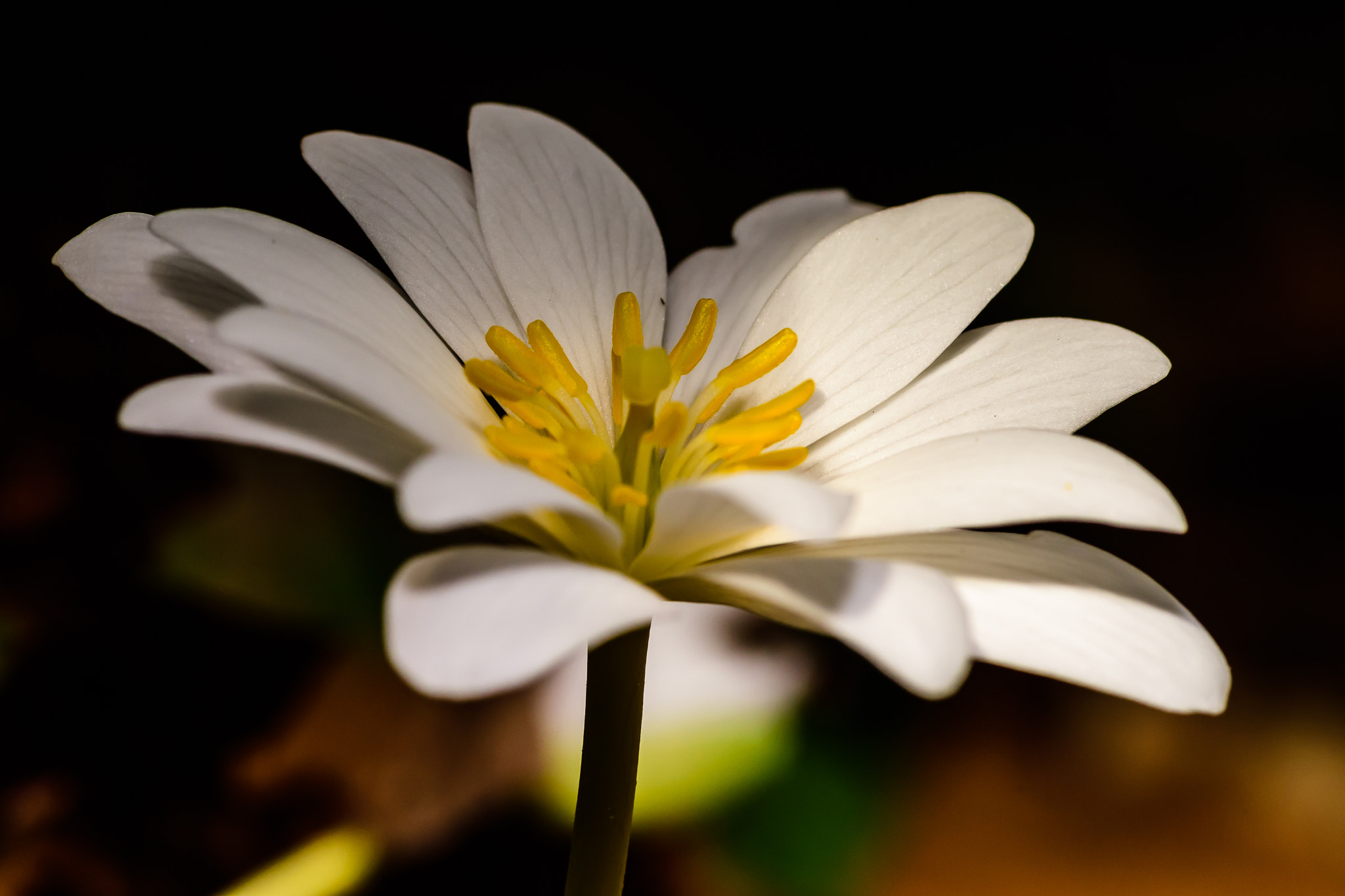 Nikon D500 + Tokina AT-X Pro 100mm F2.8 Macro sample photo. Bloodroots photography