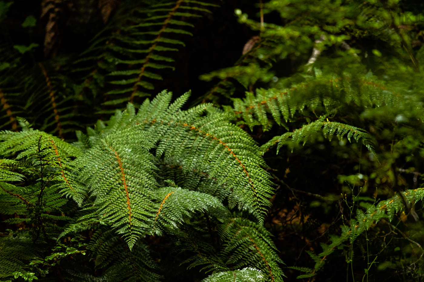 Nikon Nikkor AF-S 300mm F4E PF ED VR sample photo. Fern photography