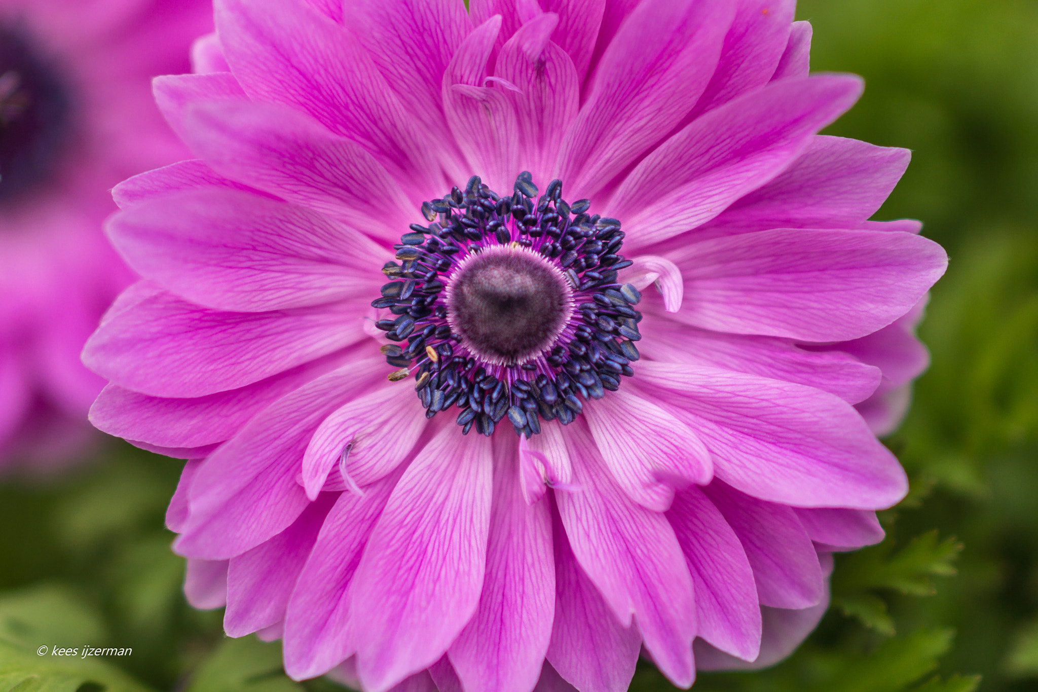 Sony SLT-A77 sample photo. Purple anemone. photography