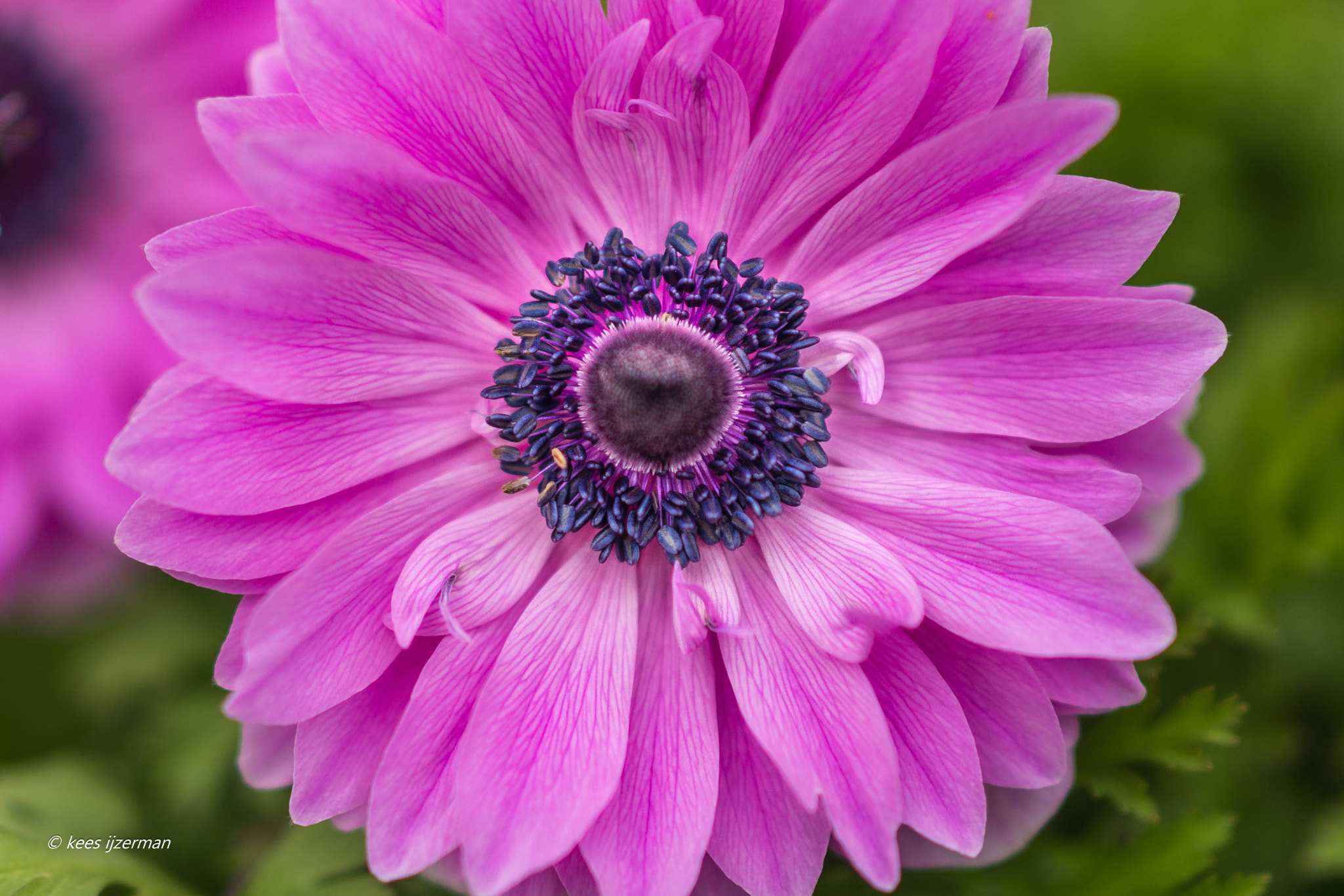 Sony Sonnar T* 135mm F1.8 ZA sample photo. Purple anemone. photography