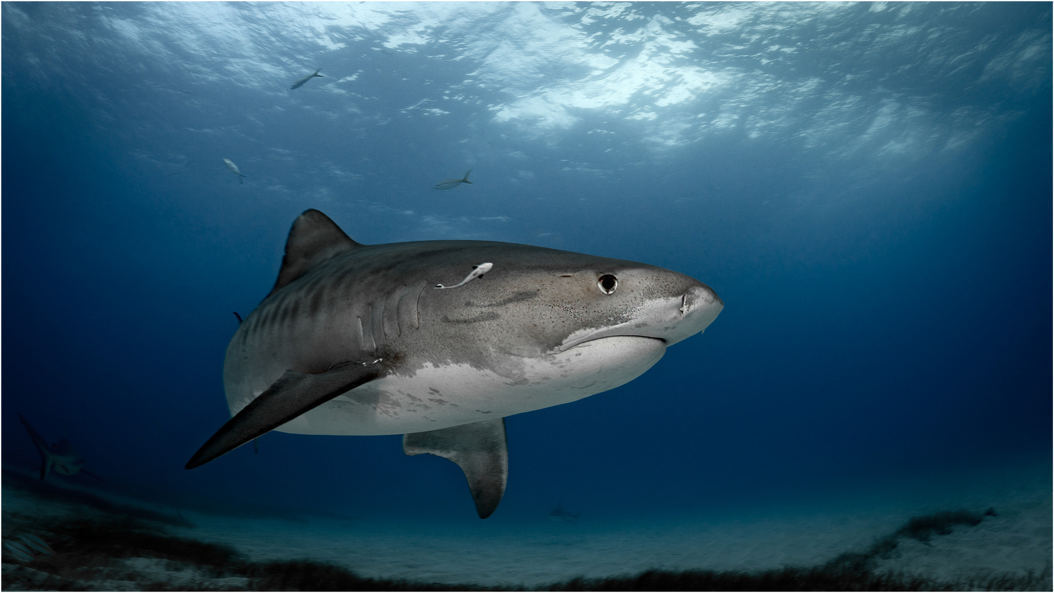 Nikon D800E + Nikon AF Fisheye-Nikkor 16mm F2.8D sample photo. Tiger shark photography