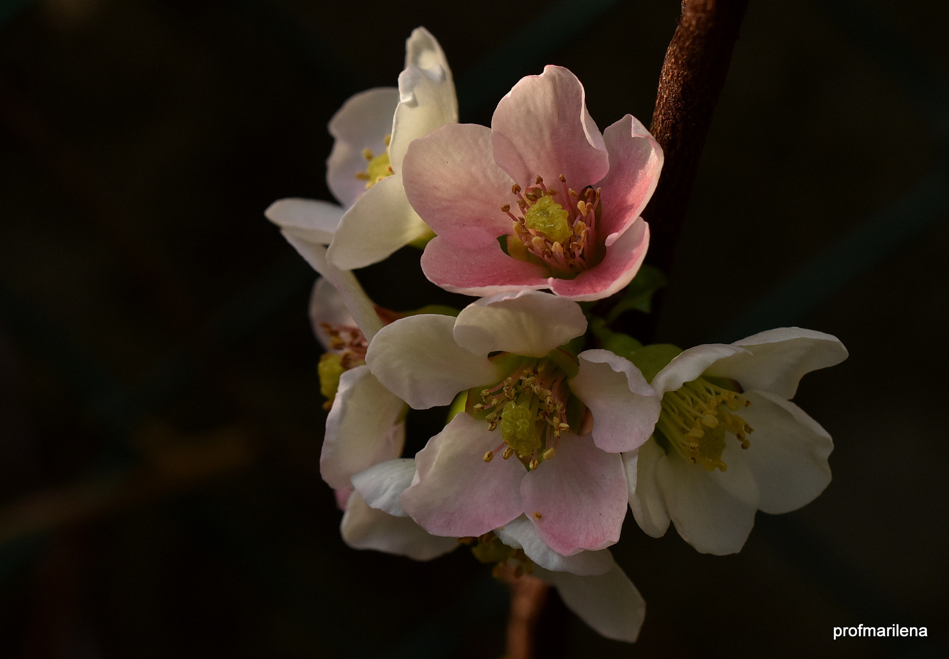Nikon D810 + Sigma 150mm F2.8 EX DG OS Macro HSM sample photo. Morning sunrays on cydonia blossom photography