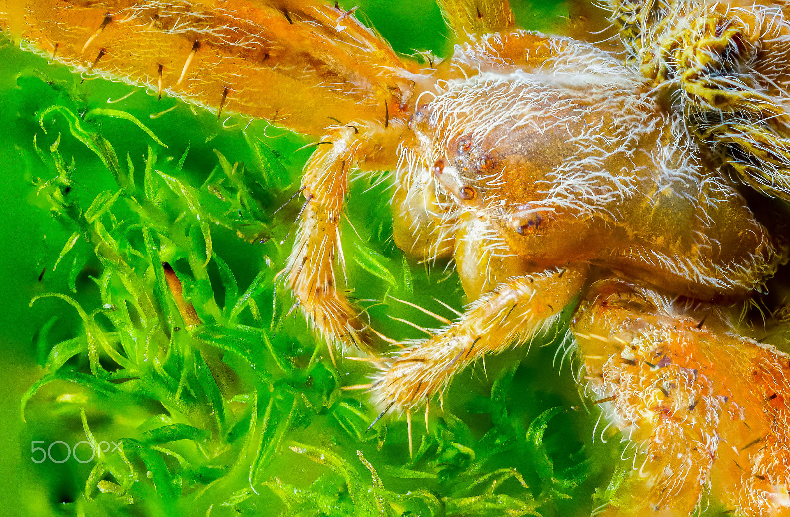 Canon MP-E 65mm F2.5 1-5x Macro Photo sample photo. Spider araneus on moss. macro photography photography