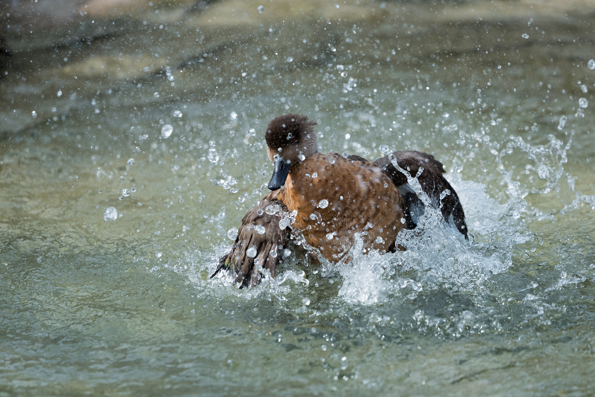 Leica SL (Typ 601) sample photo. Time for a bath... photography