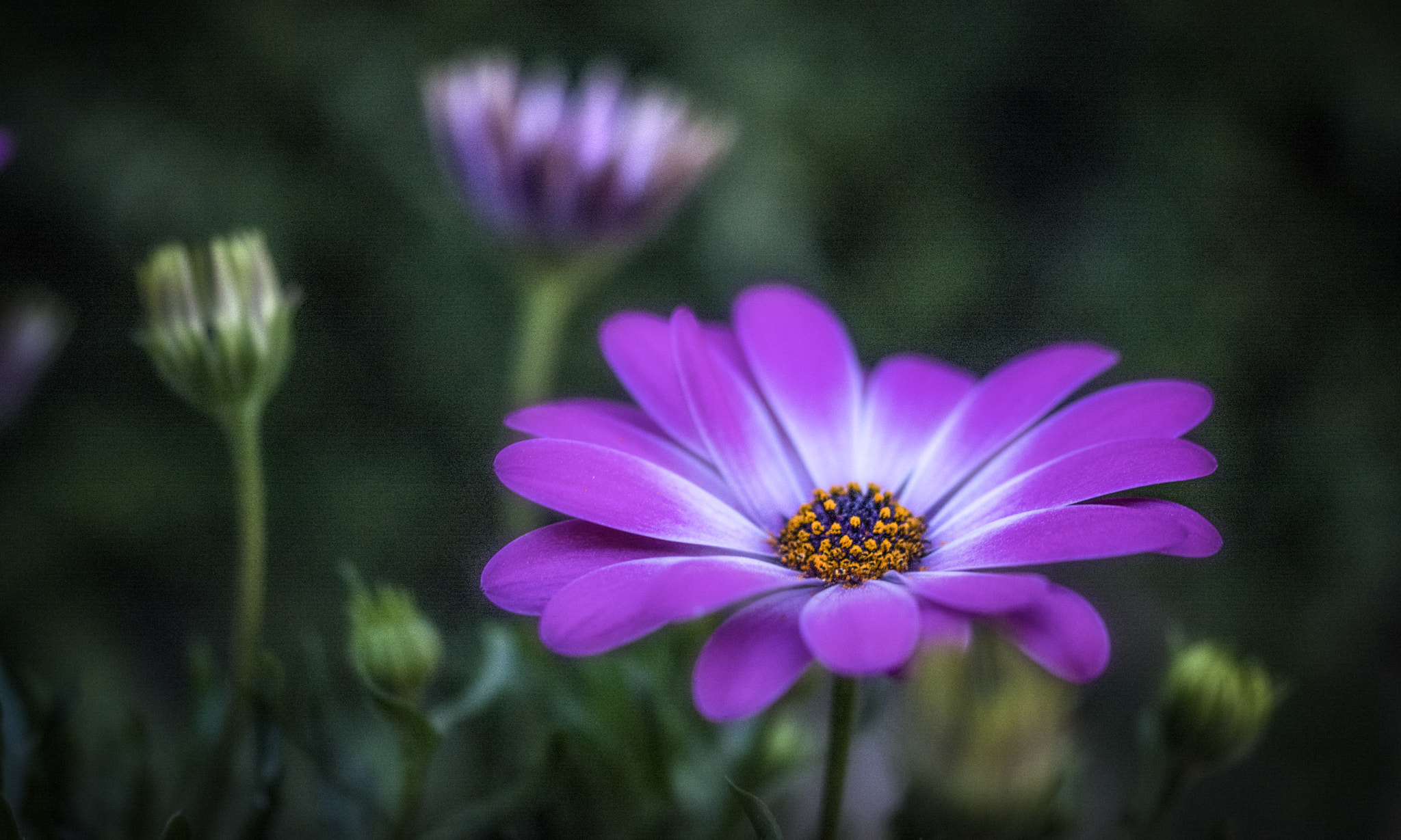 Sigma 105mm F2.8 EX DG OS HSM sample photo. Spring is coming 5 photography