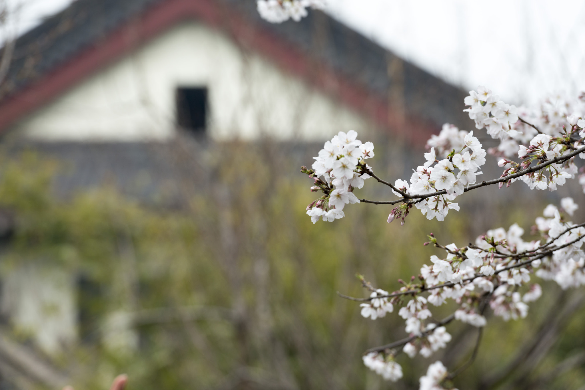 Nikon AF-S Nikkor 70-200mm F2.8G ED VR II sample photo. Dsc photography