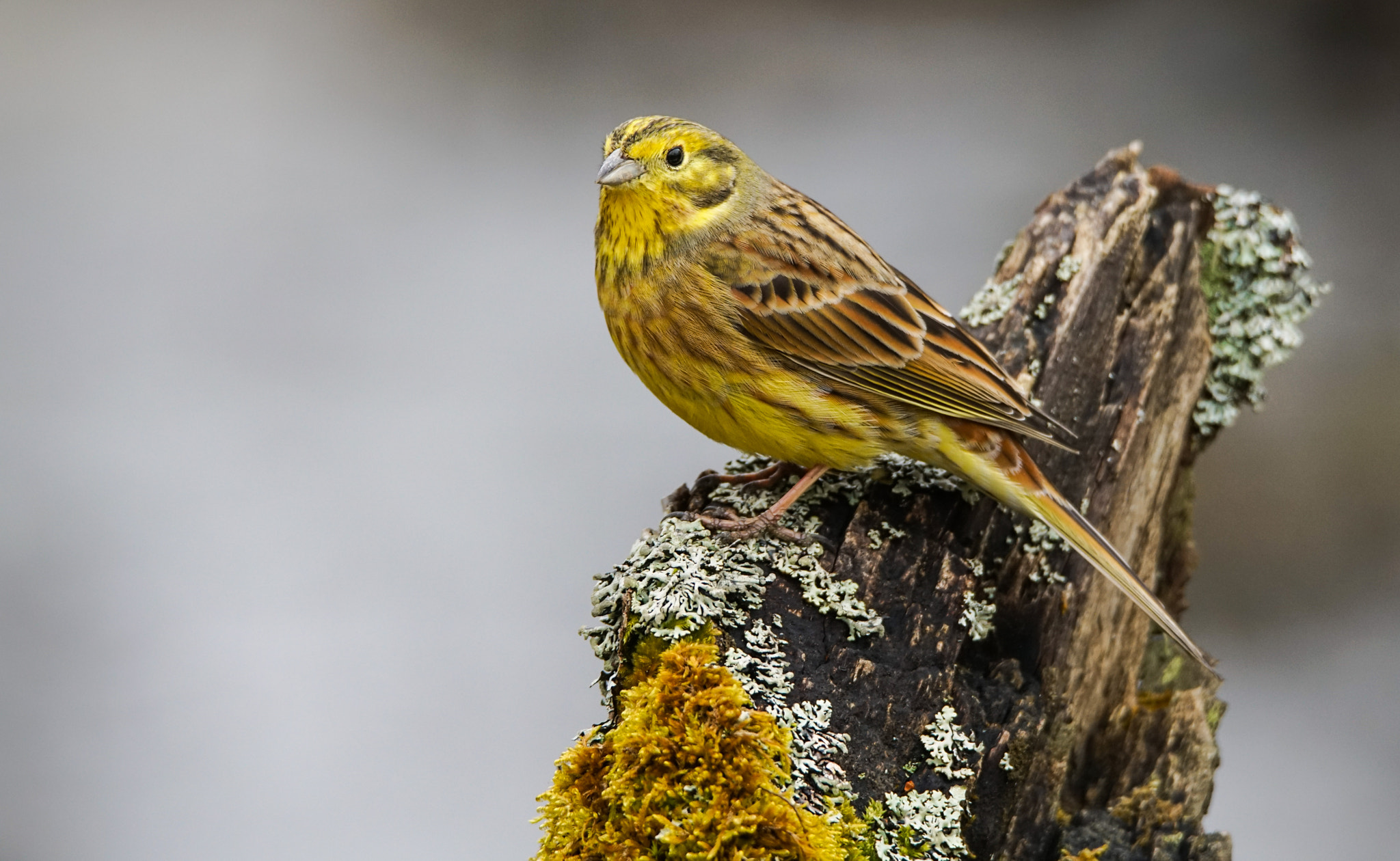 Sony a7R II + Tamron SP 150-600mm F5-6.3 Di VC USD sample photo. Yellowhammer photography
