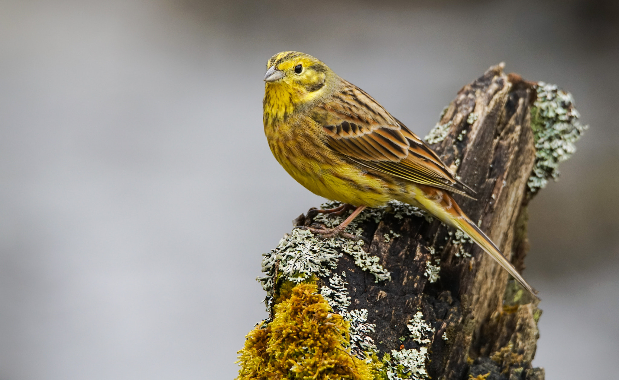 Sony a7R II sample photo. Yellowhammer photography