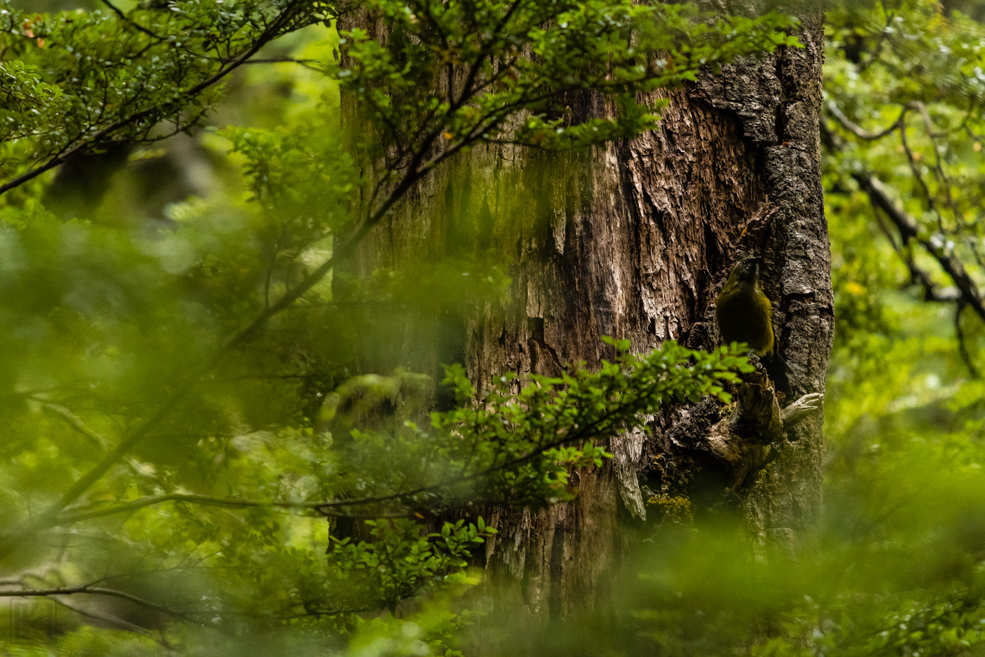 Nikon Nikkor AF-S 300mm F4E PF ED VR sample photo. Master of camouflage photography