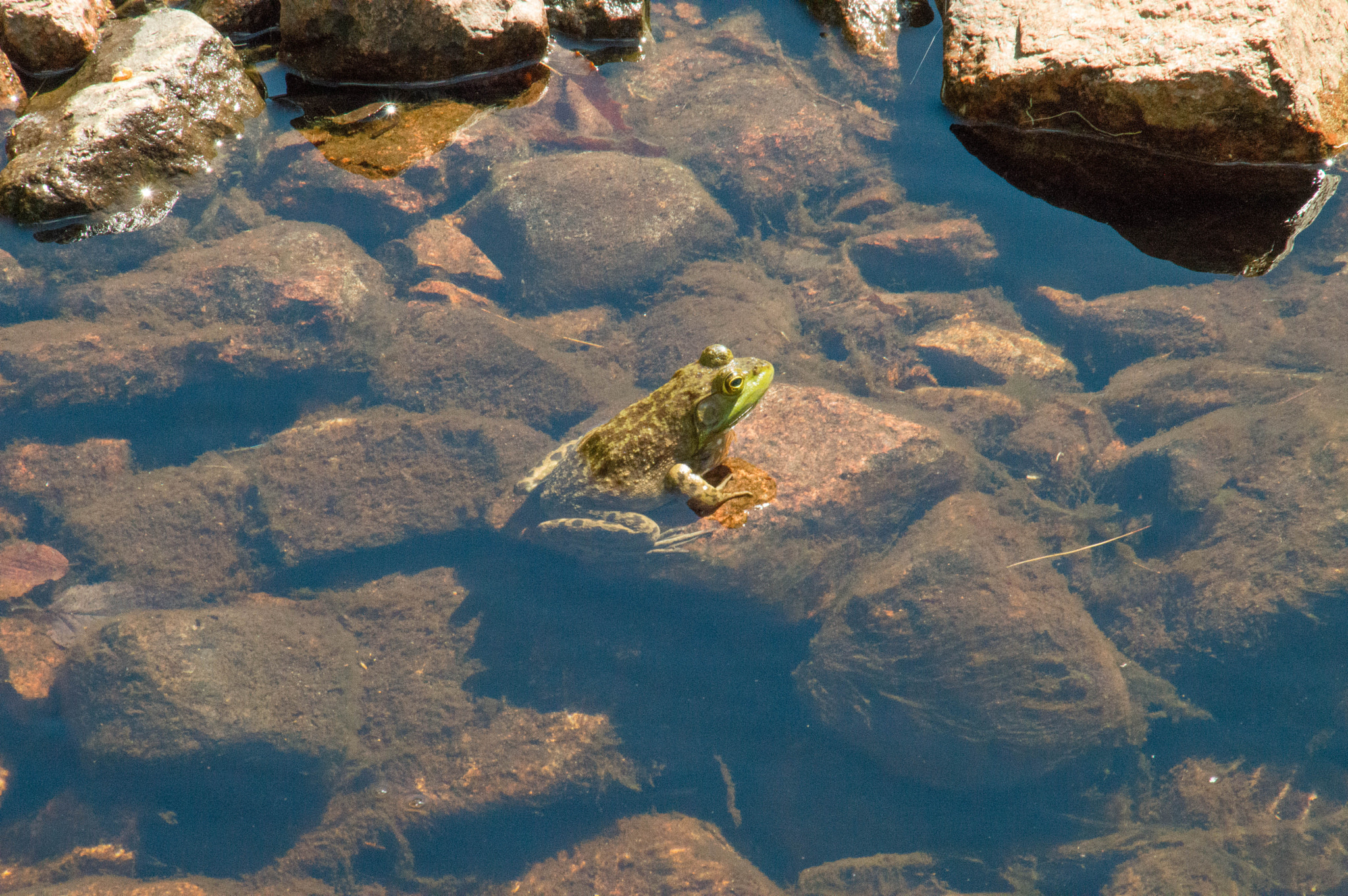 Nikon D3200 sample photo. Frog jordan pond photography