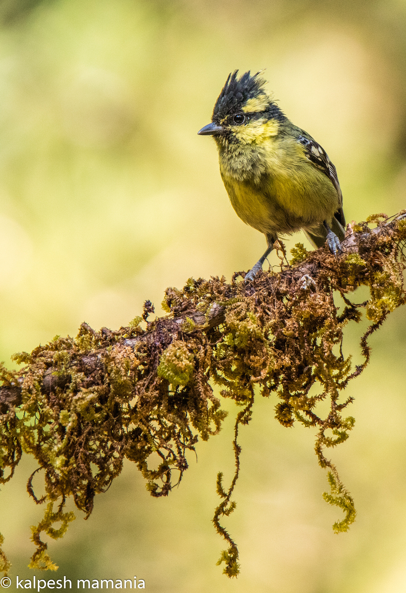 Tamron SP 150-600mm F5-6.3 Di VC USD sample photo. Black-lored tit  photography