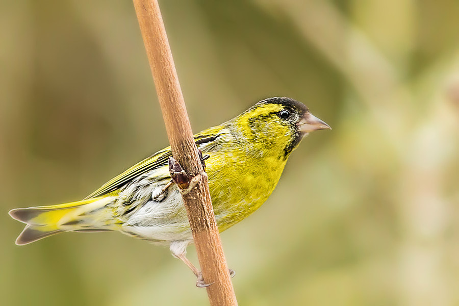 Canon EOS 6D + Canon EF 300mm F4L IS USM sample photo. Zeisig photography