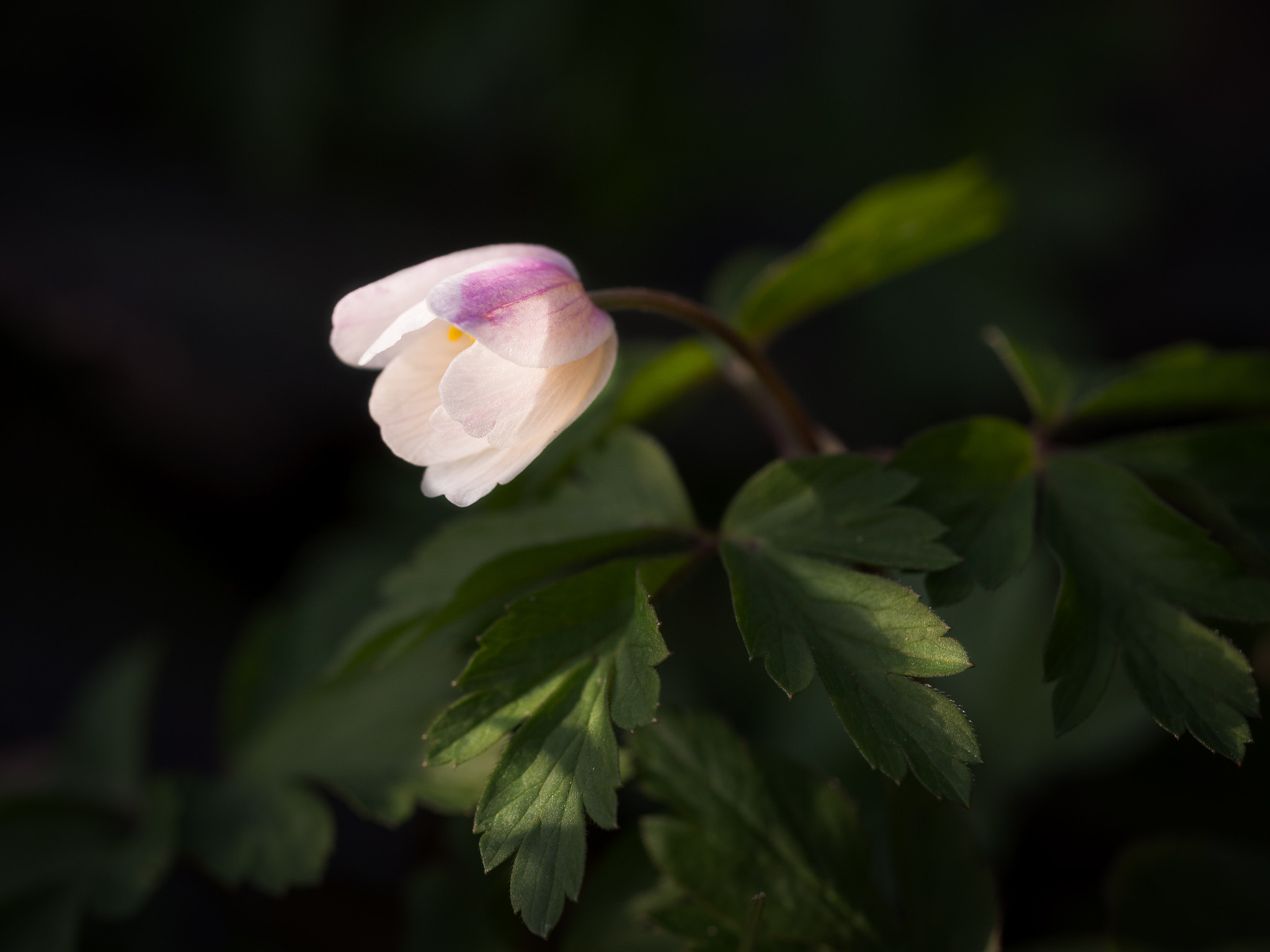 Olympus M.Zuiko Digital ED 60mm F2.8 Macro sample photo. Spring messenger... photography