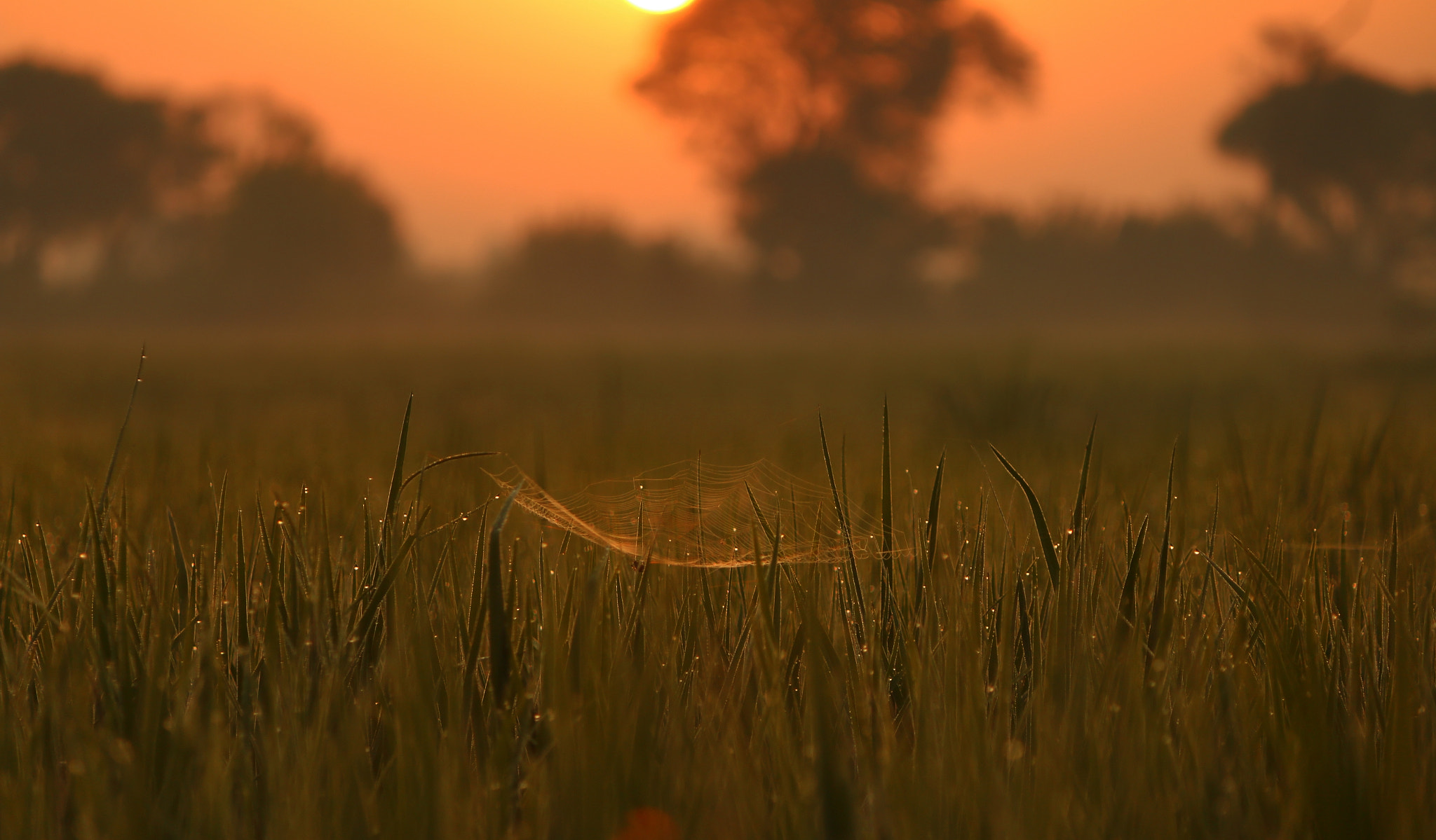 Canon EF-S 55-250mm F4-5.6 IS II sample photo. Jewels of morning photography