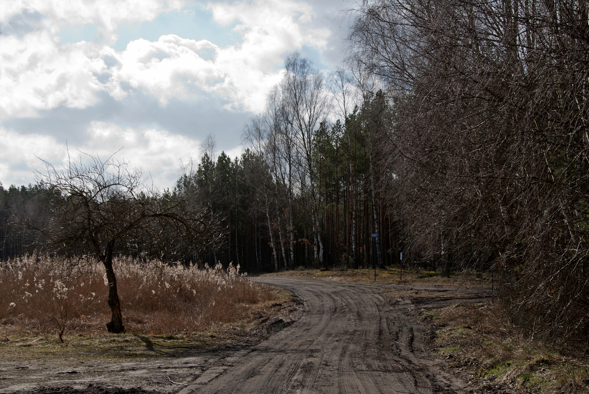 Sony Alpha DSLR-A300 sample photo. Lasów... photography