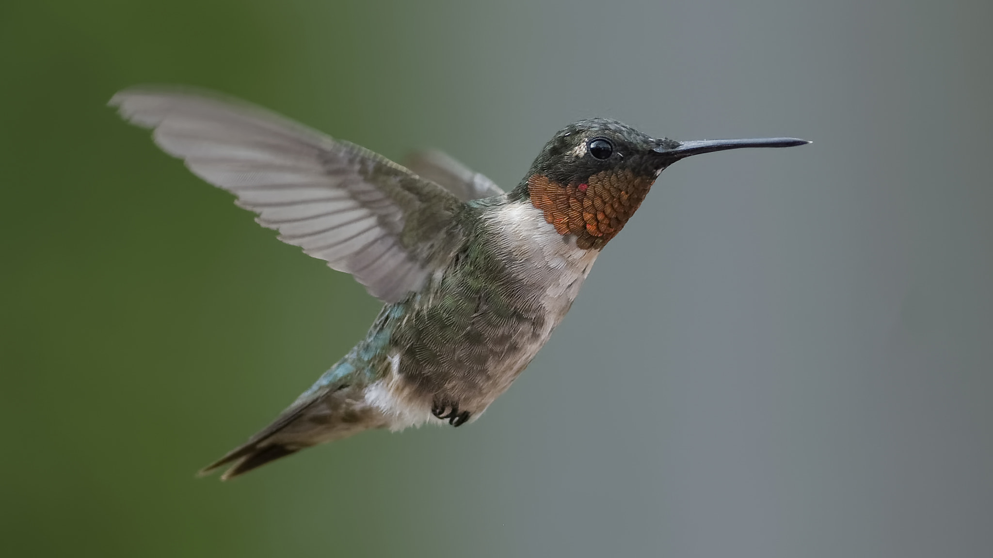 Nikon AF-S Nikkor 500mm F4D ED-IF II sample photo. I can almost hear the buzzing photography
