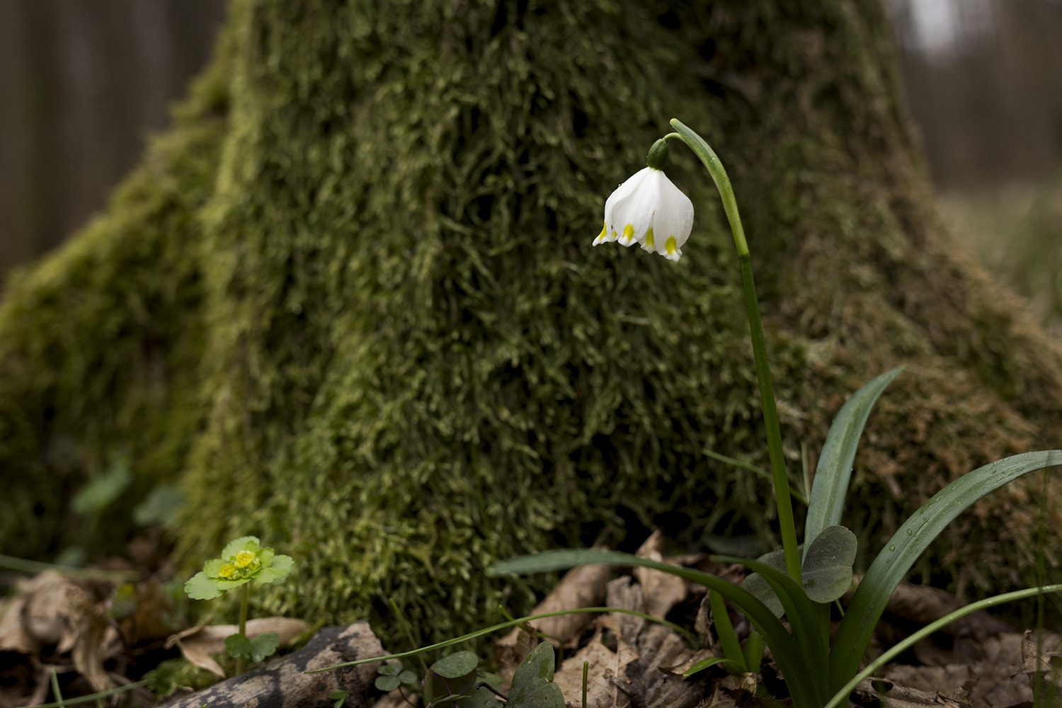 Canon EF 35mm F2 IS USM sample photo. Tőzike photography