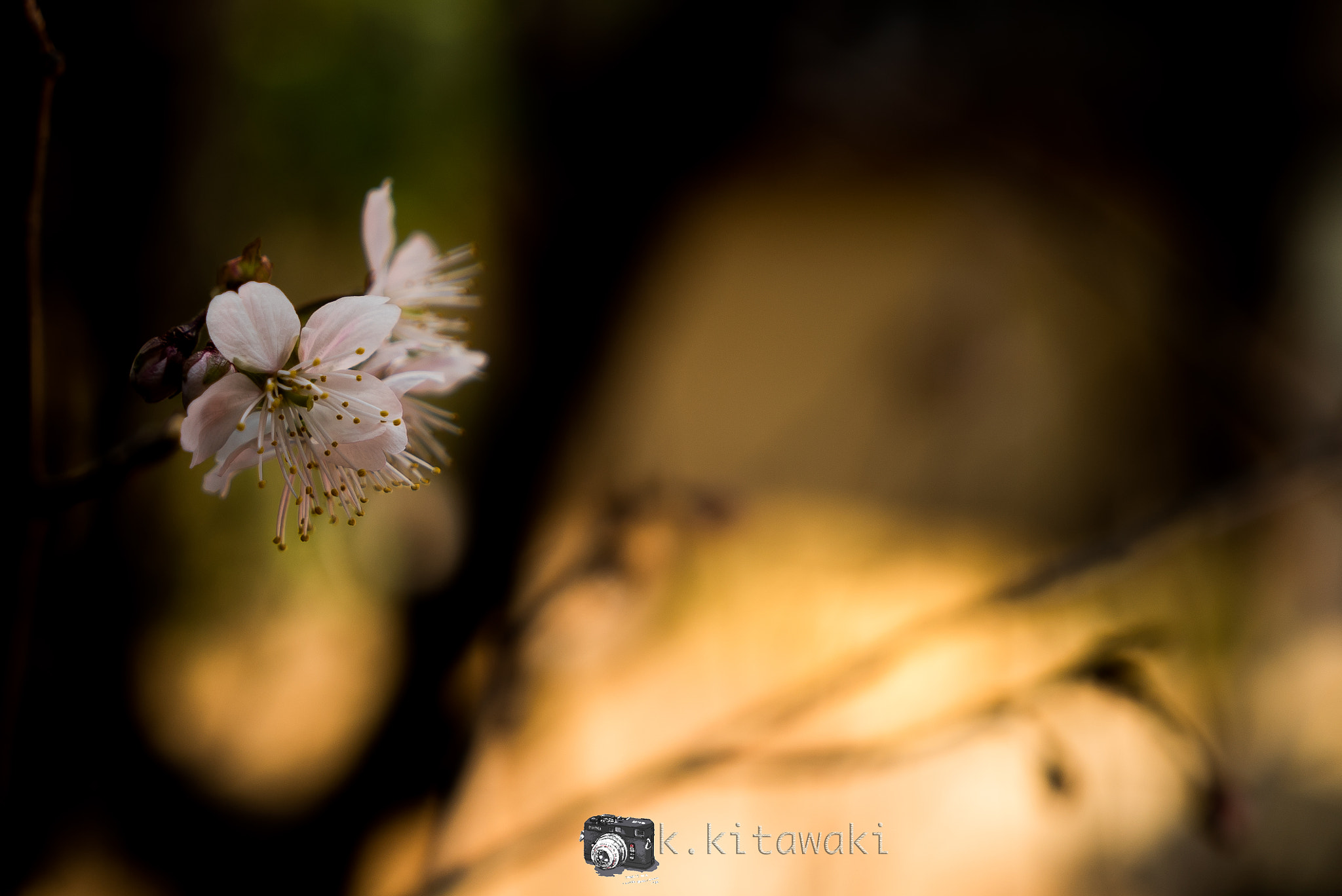 Sony a7S sample photo. Spring comes. photography