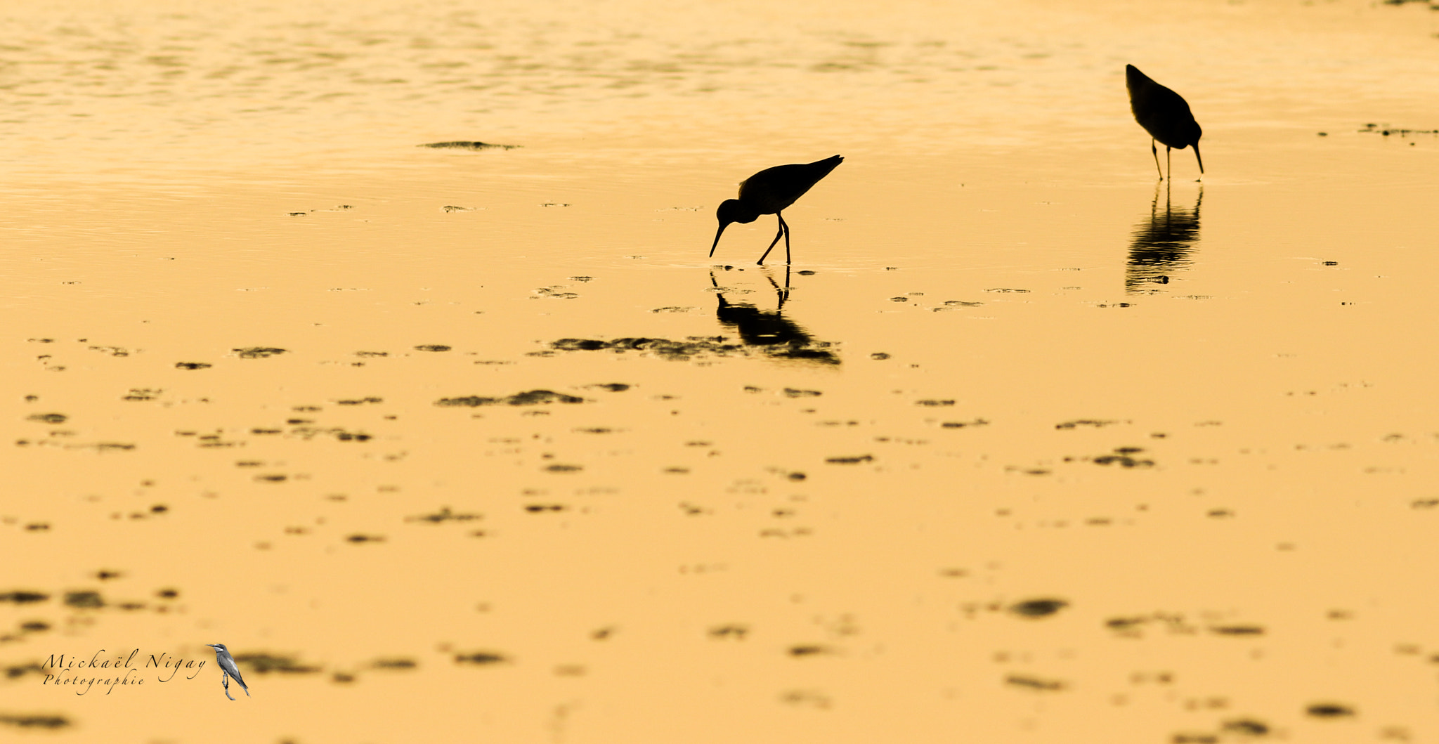 Canon EF 300mm F4L IS USM sample photo. Repas au coucher de soleil photography