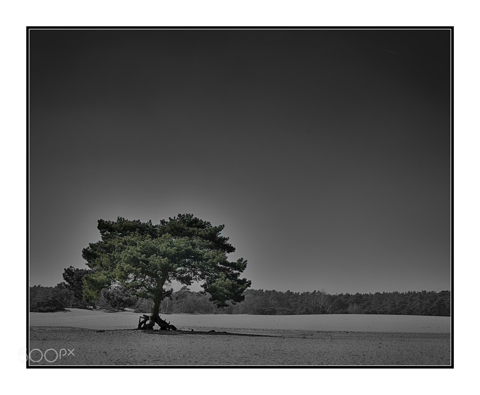 Nikon D750 sample photo. Soesterduinen photography