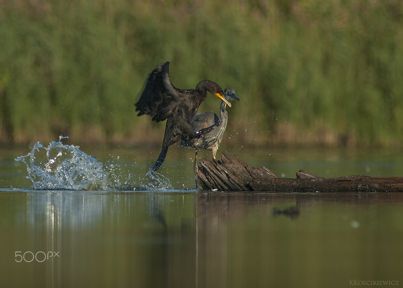 Nikon AF-S Nikkor 300mm F2.8G ED VR II sample photo. Cormorant jump photography