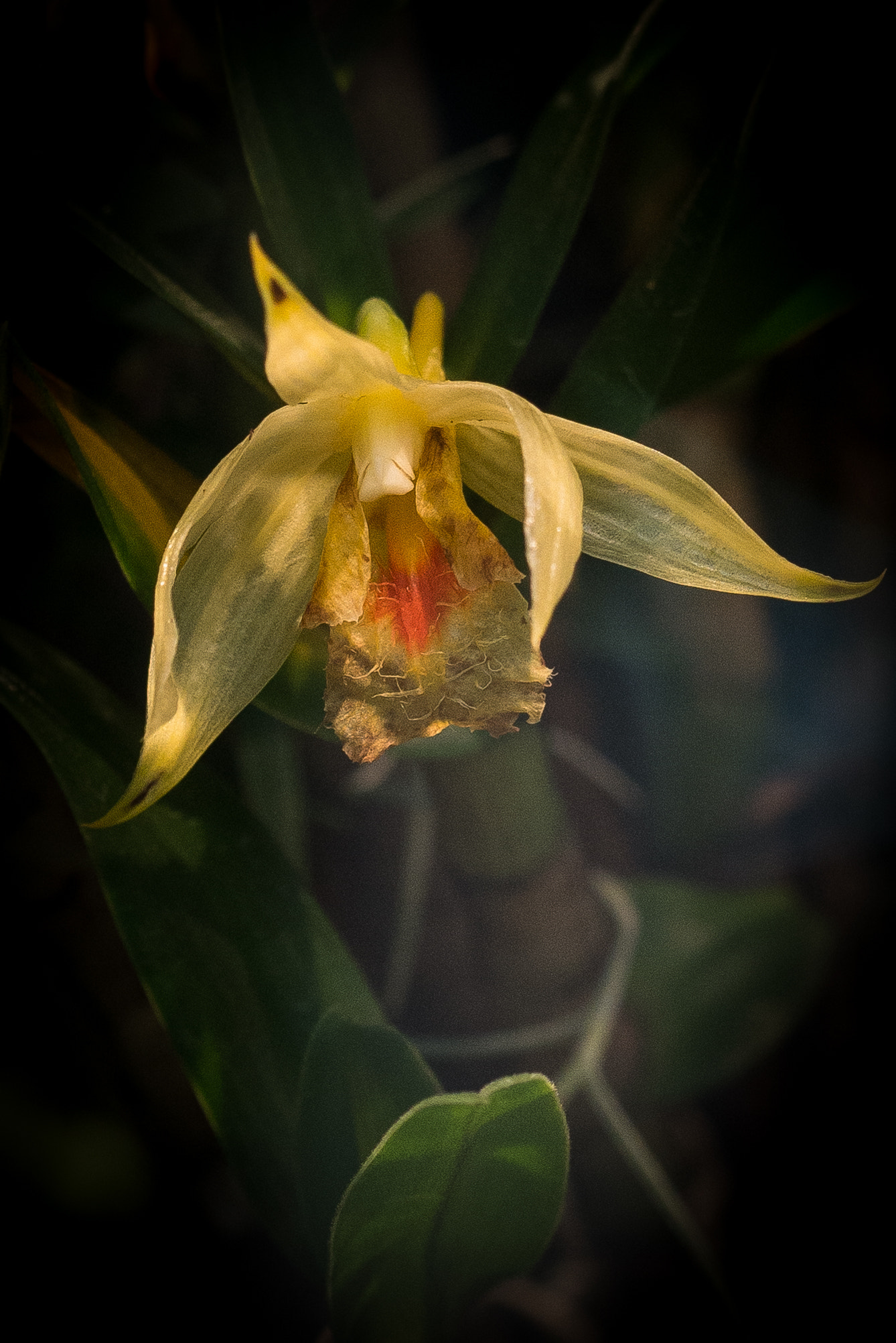 Sigma 105mm F2.8 EX DG OS HSM sample photo. Orchid photography