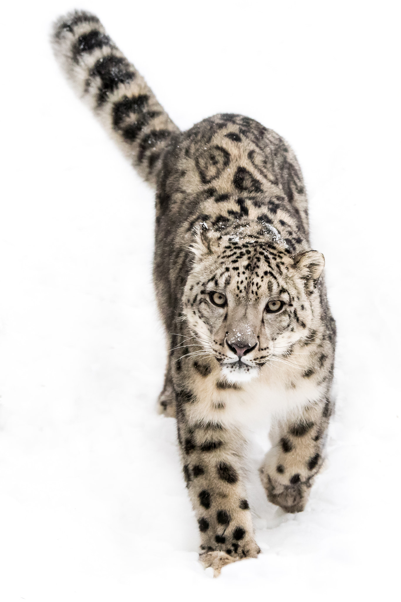 Nikon D810 + Nikon AF-S Nikkor 80-400mm F4.5-5.6G ED VR sample photo. Snow leopard on the prowl ix photography