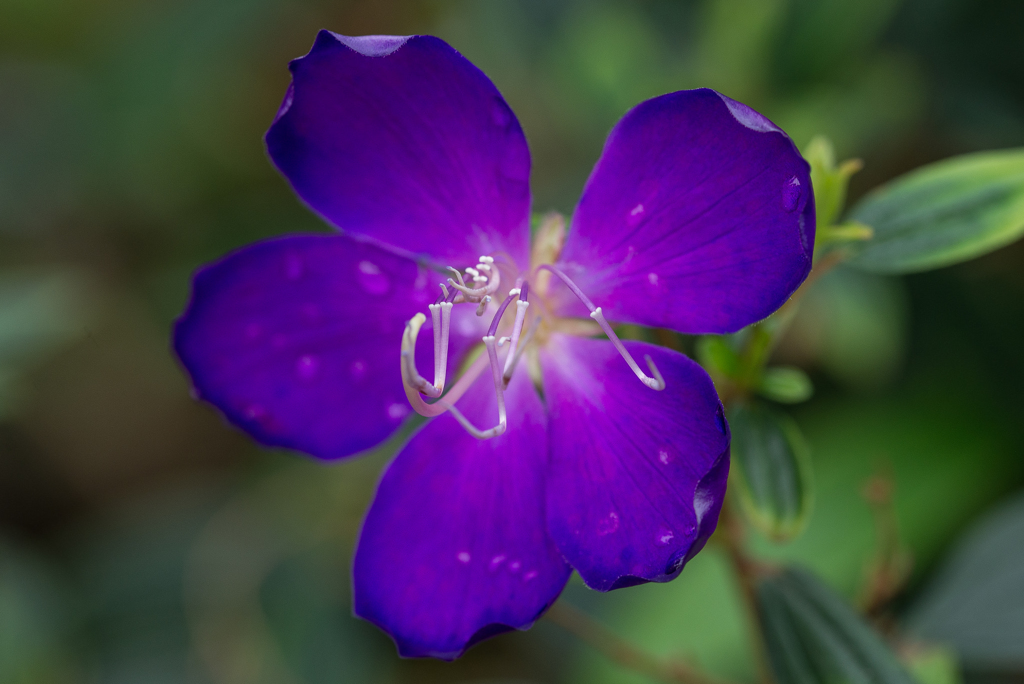 Sigma 105mm F2.8 EX DG OS HSM sample photo. Flower photography