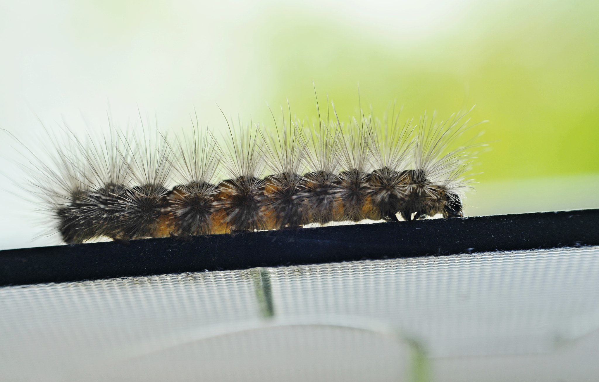 Nikon D300 + Nikon AF Nikkor 50mm F1.8D sample photo. Caterpillar photography