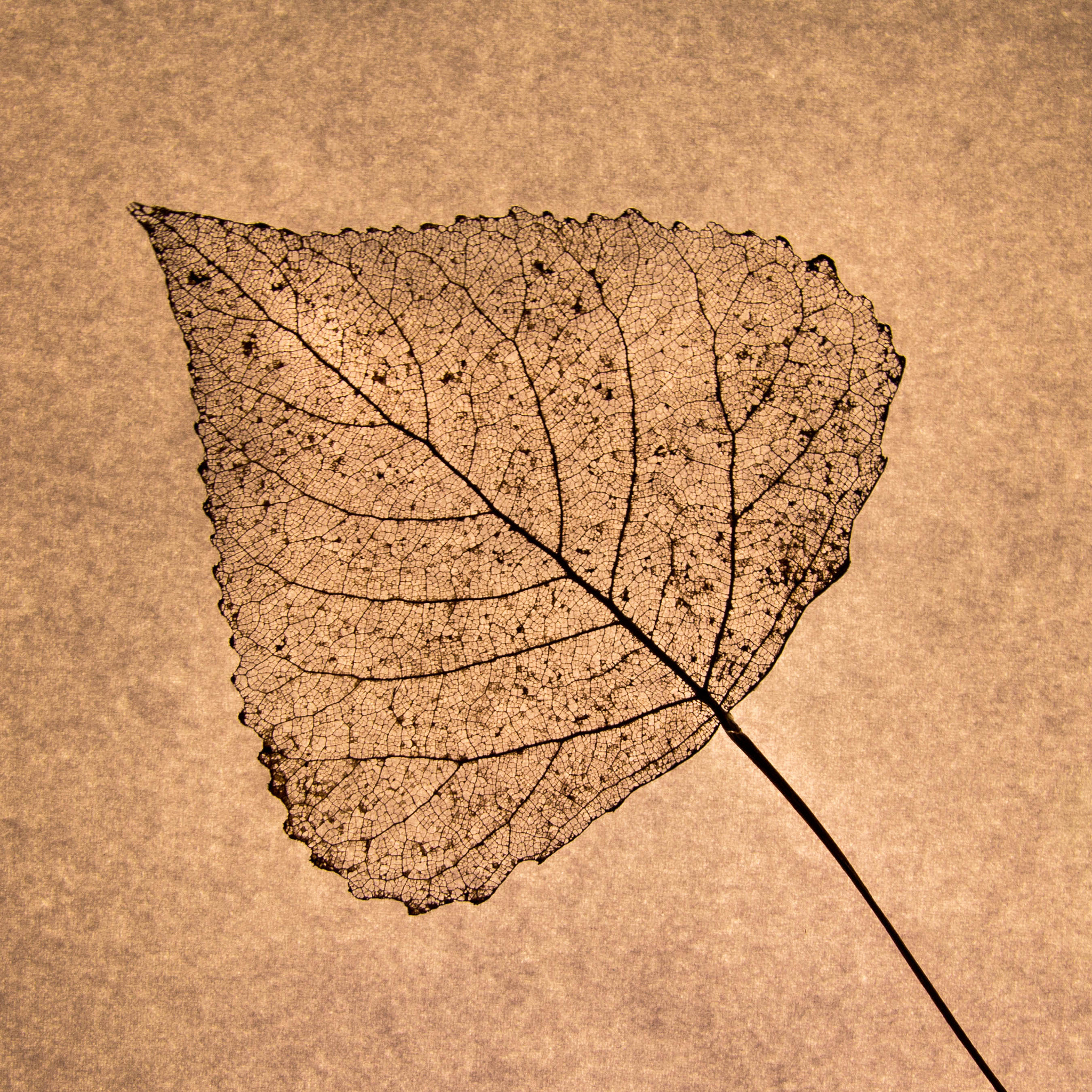 Canon EOS 60D sample photo. Leaf photography