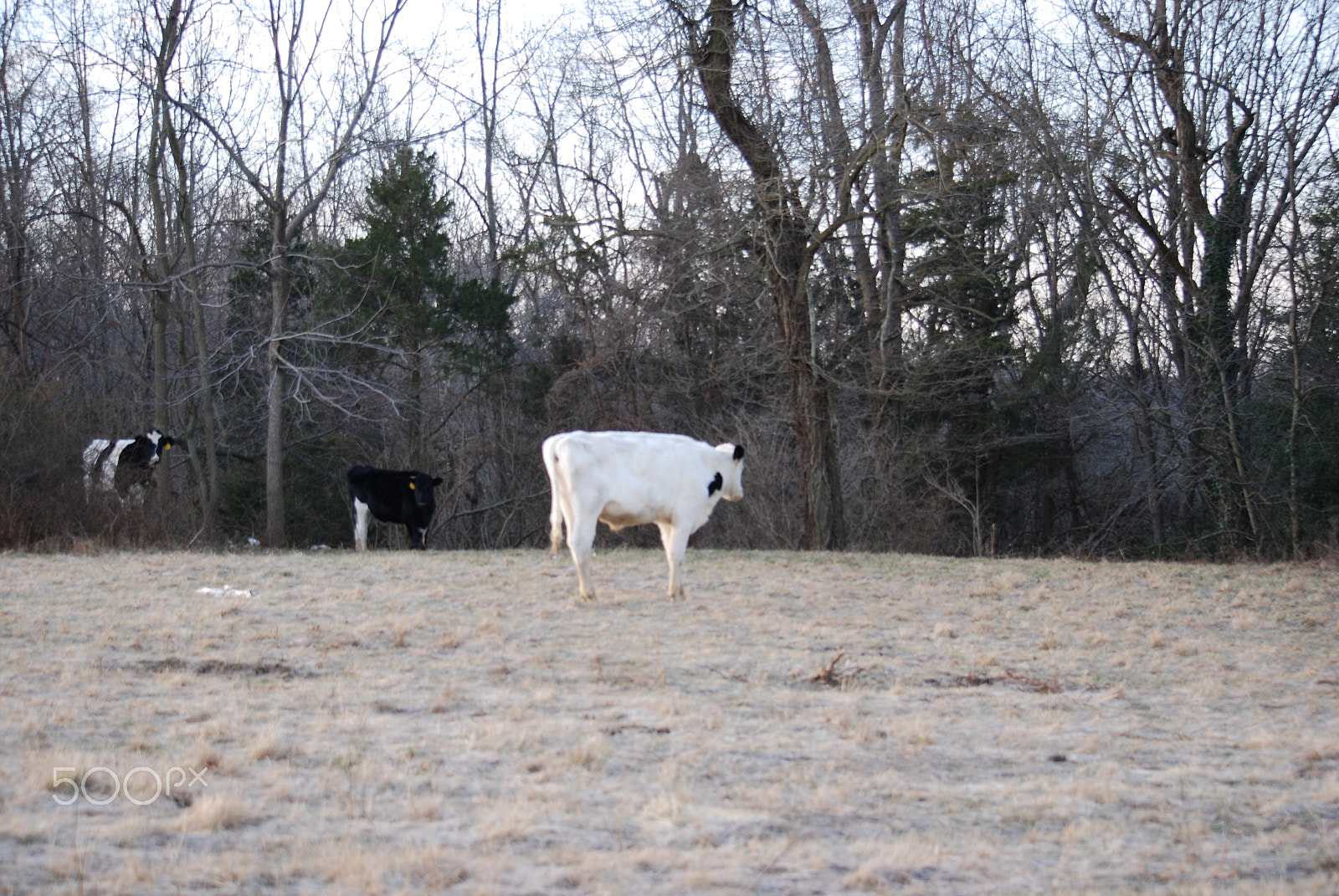 Nikon D80 sample photo. Cows photography