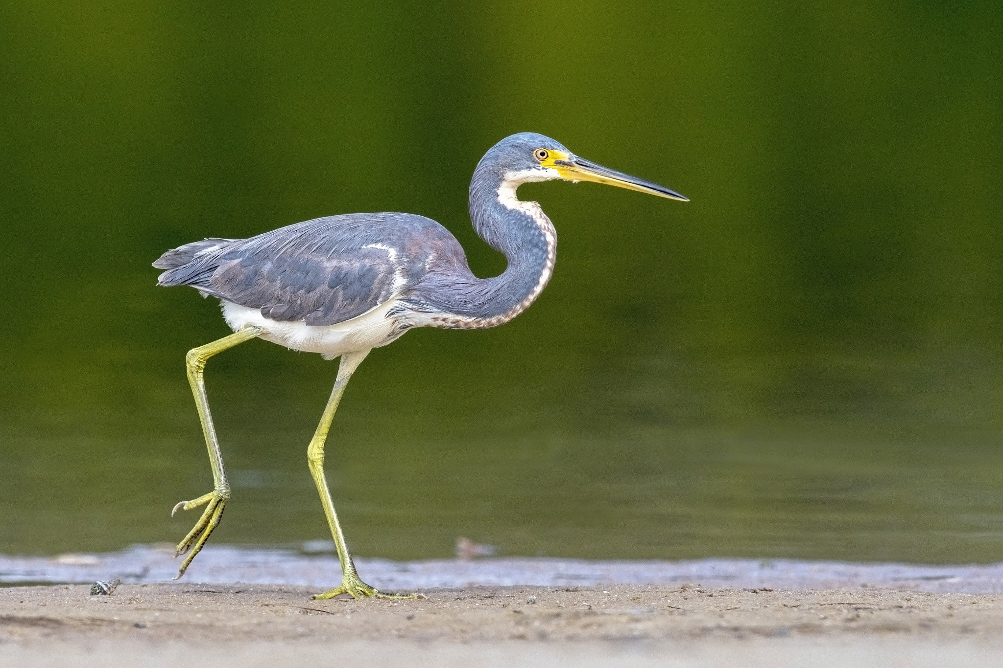 Nikon D500 + Nikon AF-S Nikkor 600mm F4G ED VR sample photo. Tricolored heron - taking a walk photography