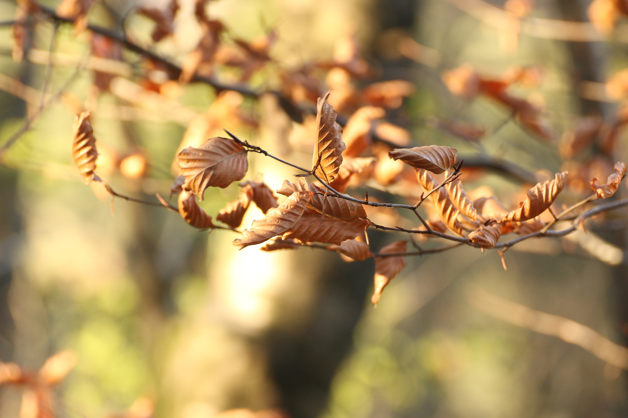 Canon EOS 1200D (EOS Rebel T5 / EOS Kiss X70 / EOS Hi) sample photo. Brown leaves photography
