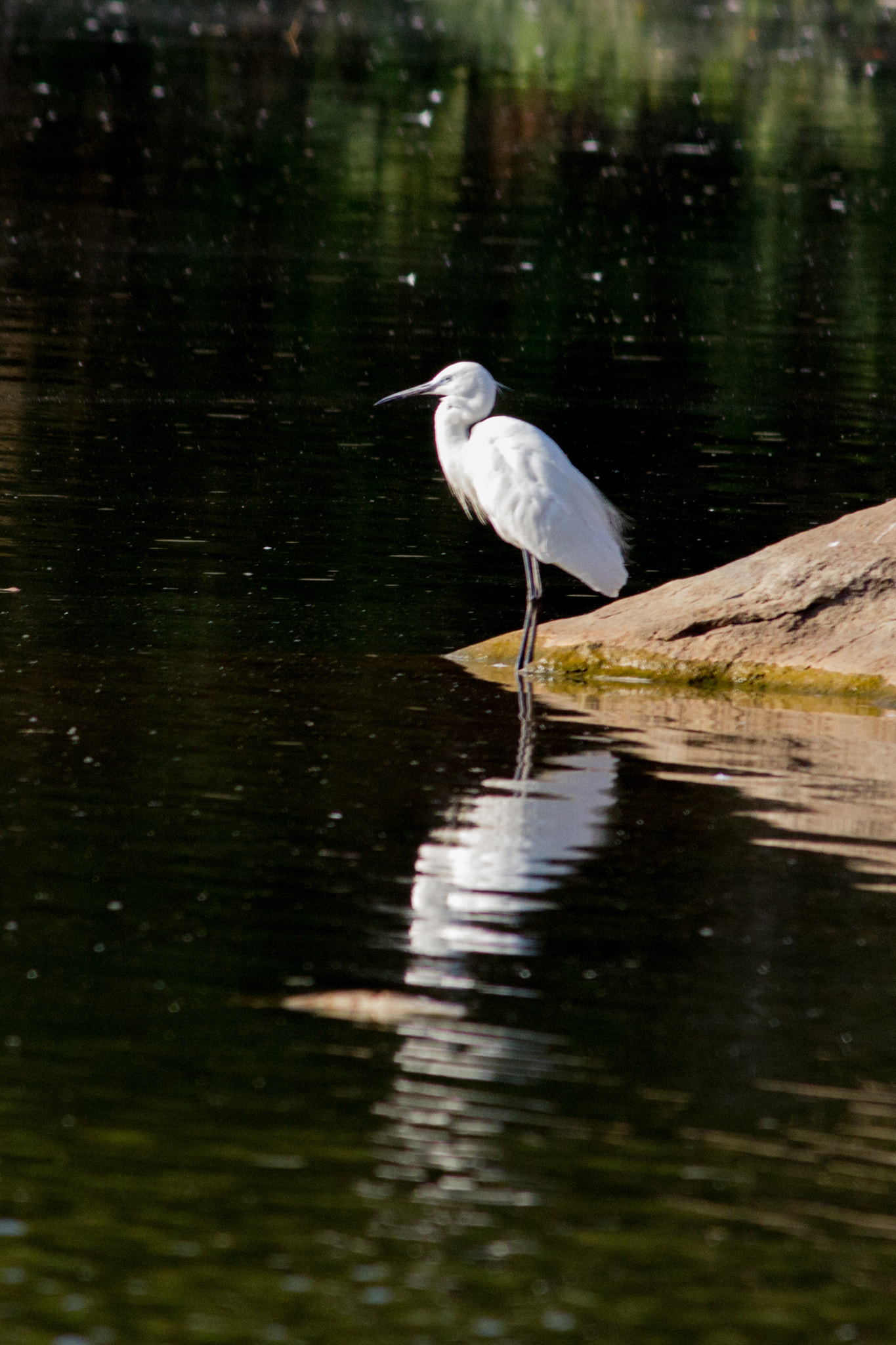 Canon EF-S 55-250mm F4-5.6 IS II sample photo