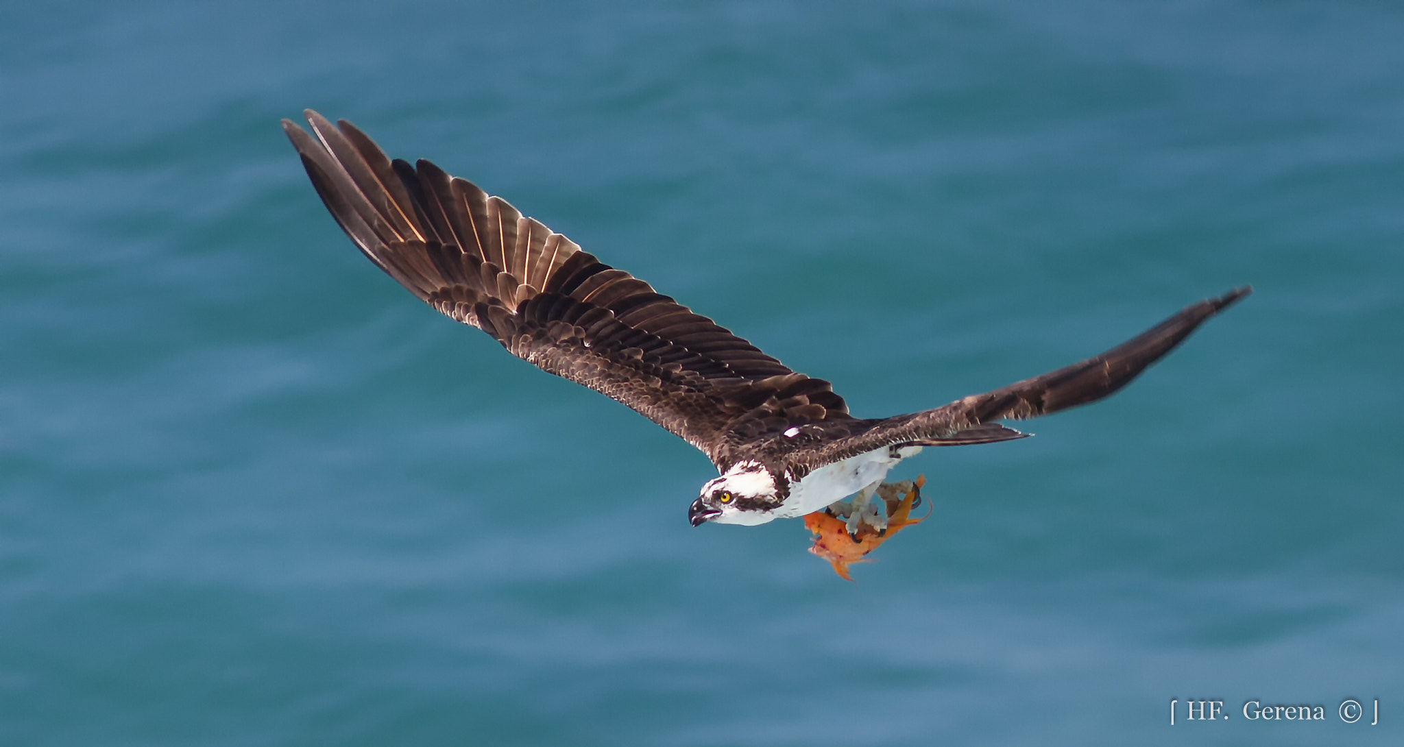 Canon EF 300mm F4L IS USM sample photo. Catch of the day photography