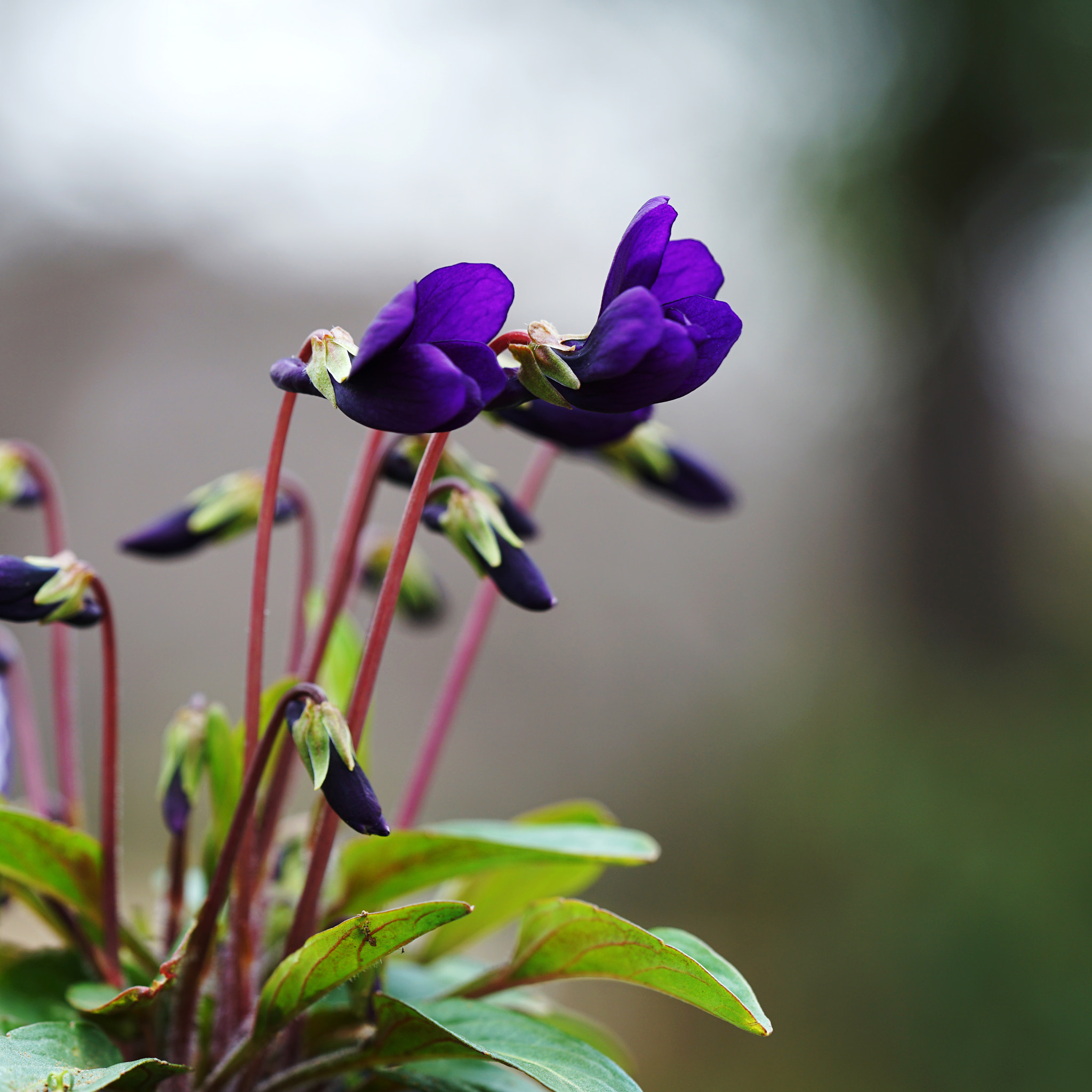 Sony a7 II + Sony FE 90mm F2.8 Macro G OSS sample photo. Violet photography