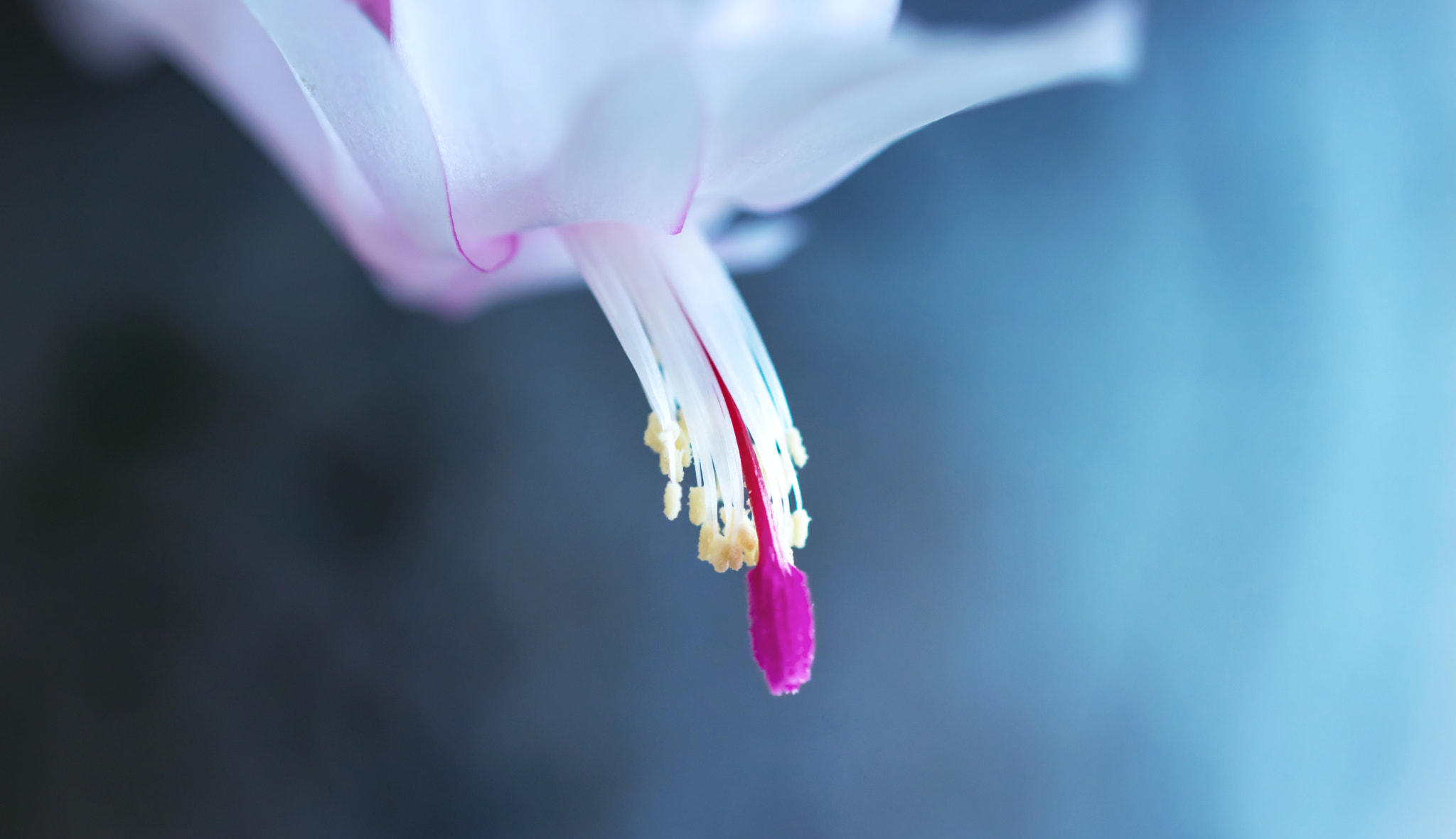 Nikon AF-S DX Micro Nikkor 40mm F2.8 sample photo. Schlumbergera lidcactus photography