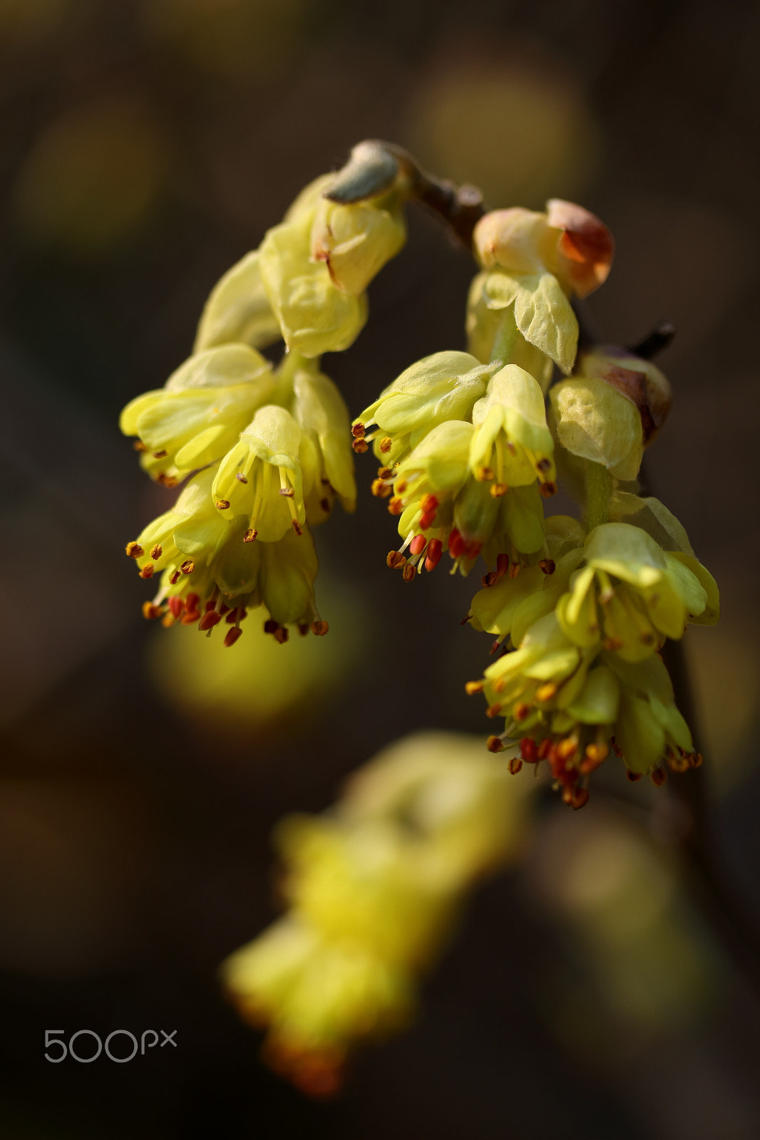 Canon EF-S 60mm F2.8 Macro USM sample photo. Spike winter hazel photography