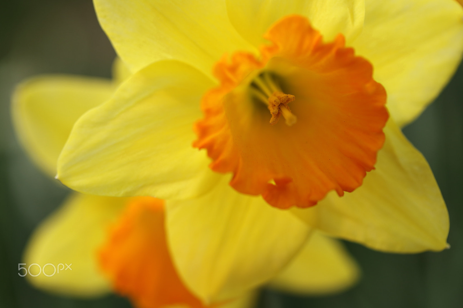 Canon EF-S 60mm F2.8 Macro USM sample photo. Narcissus photography