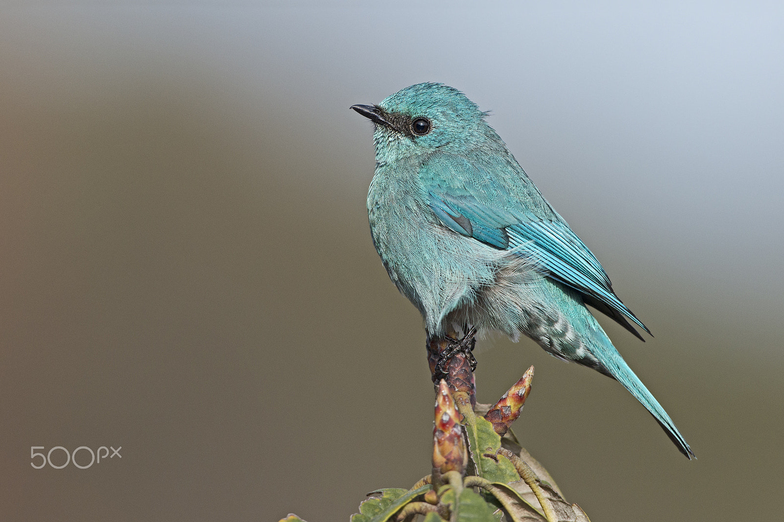 Nikon D800 + Nikon AF-S Nikkor 600mm F4G ED VR sample photo. Verditer flycatcher perched on rhododendron tree photography