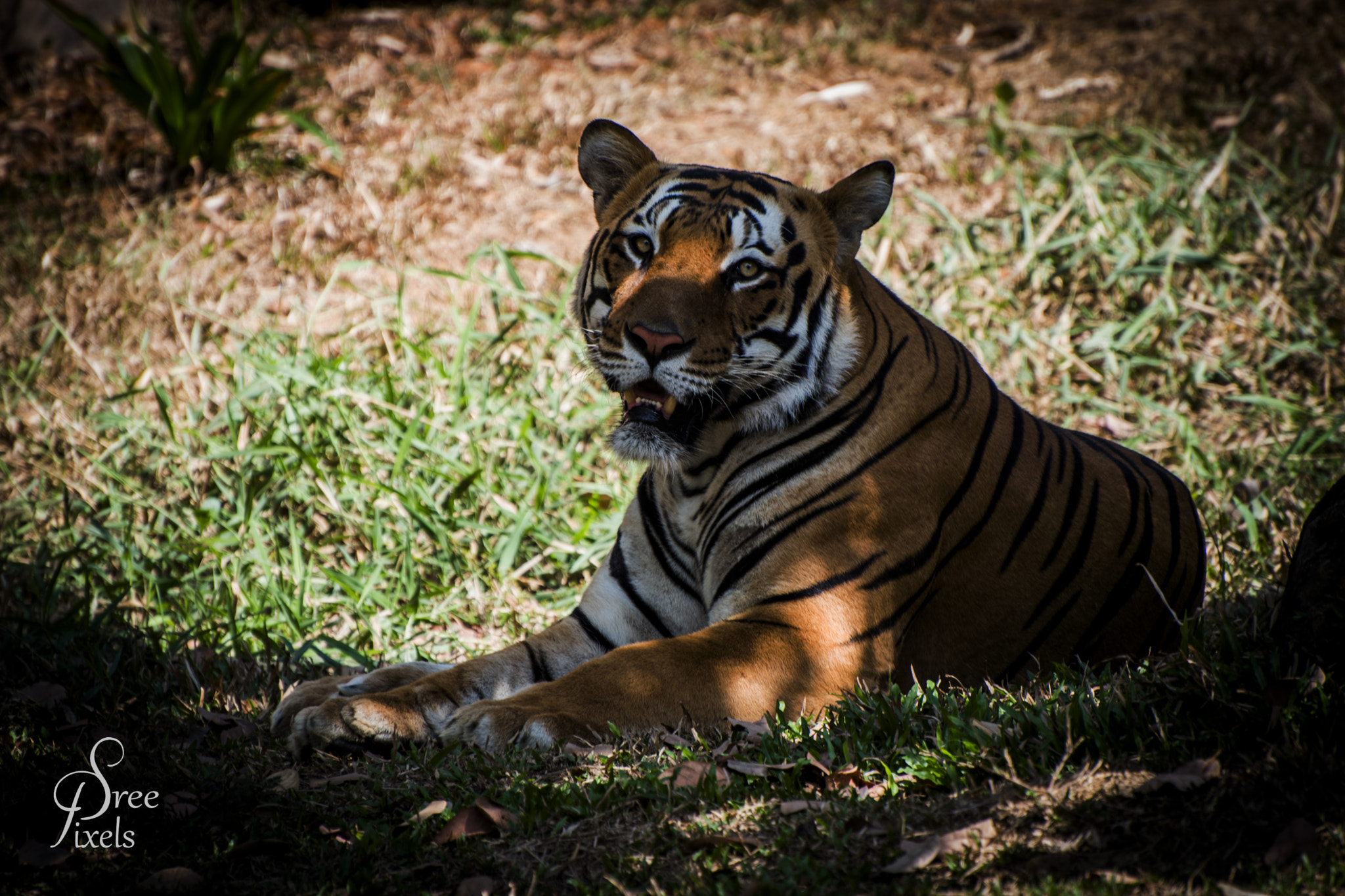 Nikon D5500 sample photo. Tiger photography