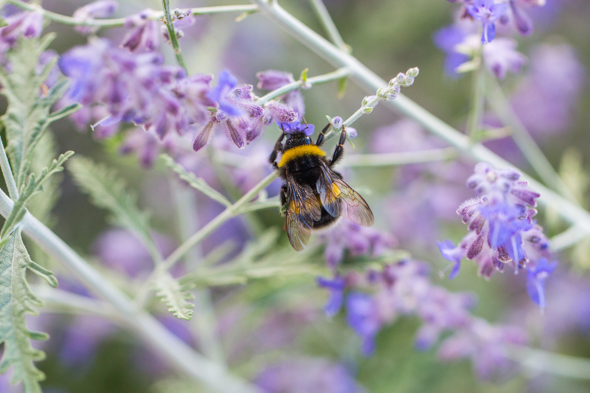 Canon EF 100mm F2.8L Macro IS USM sample photo. Nature photography