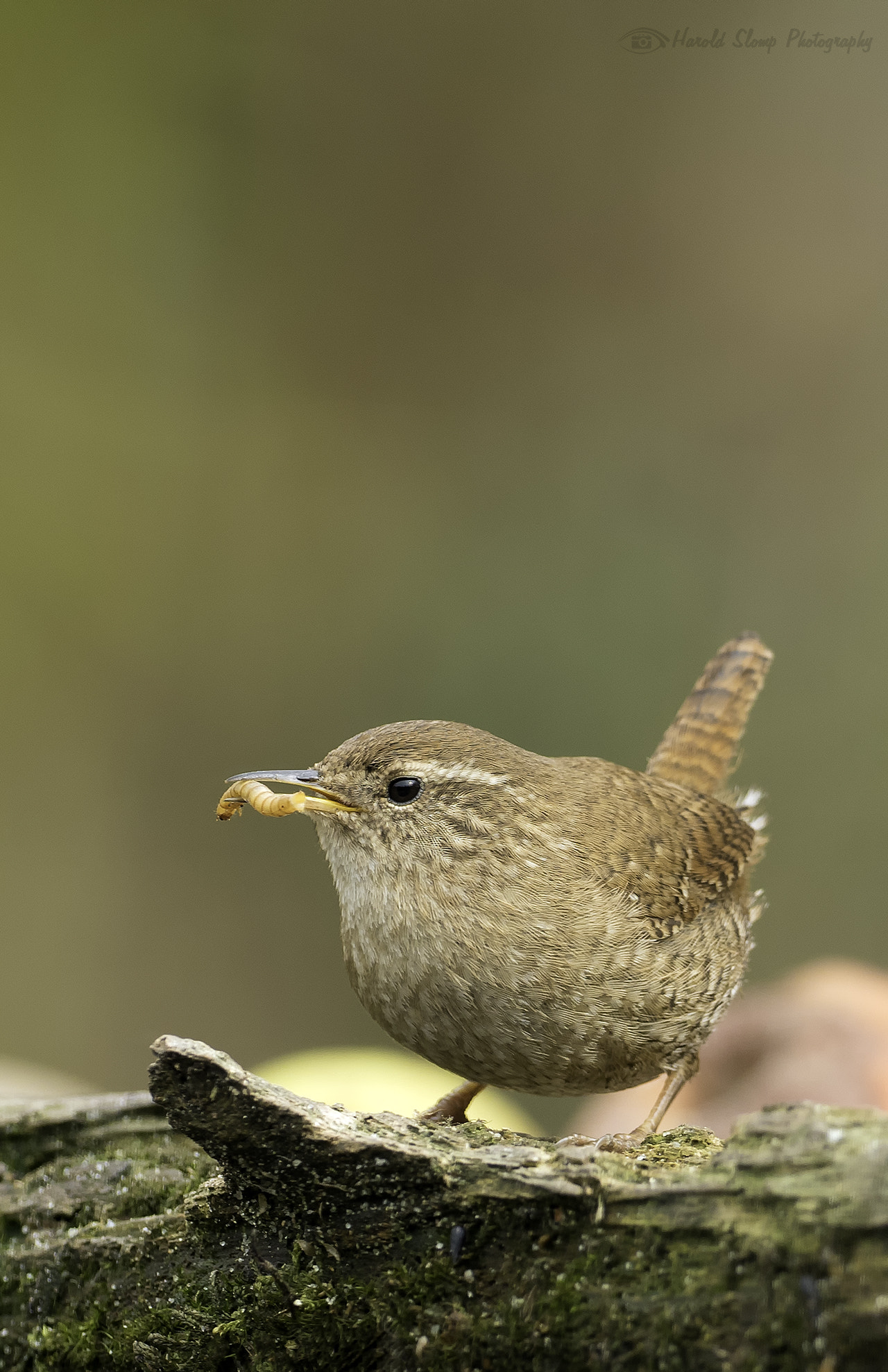 Olympus OM-D E-M1 Mark II + OLYMPUS M.300mm F4.0 sample photo. Wren with food photography