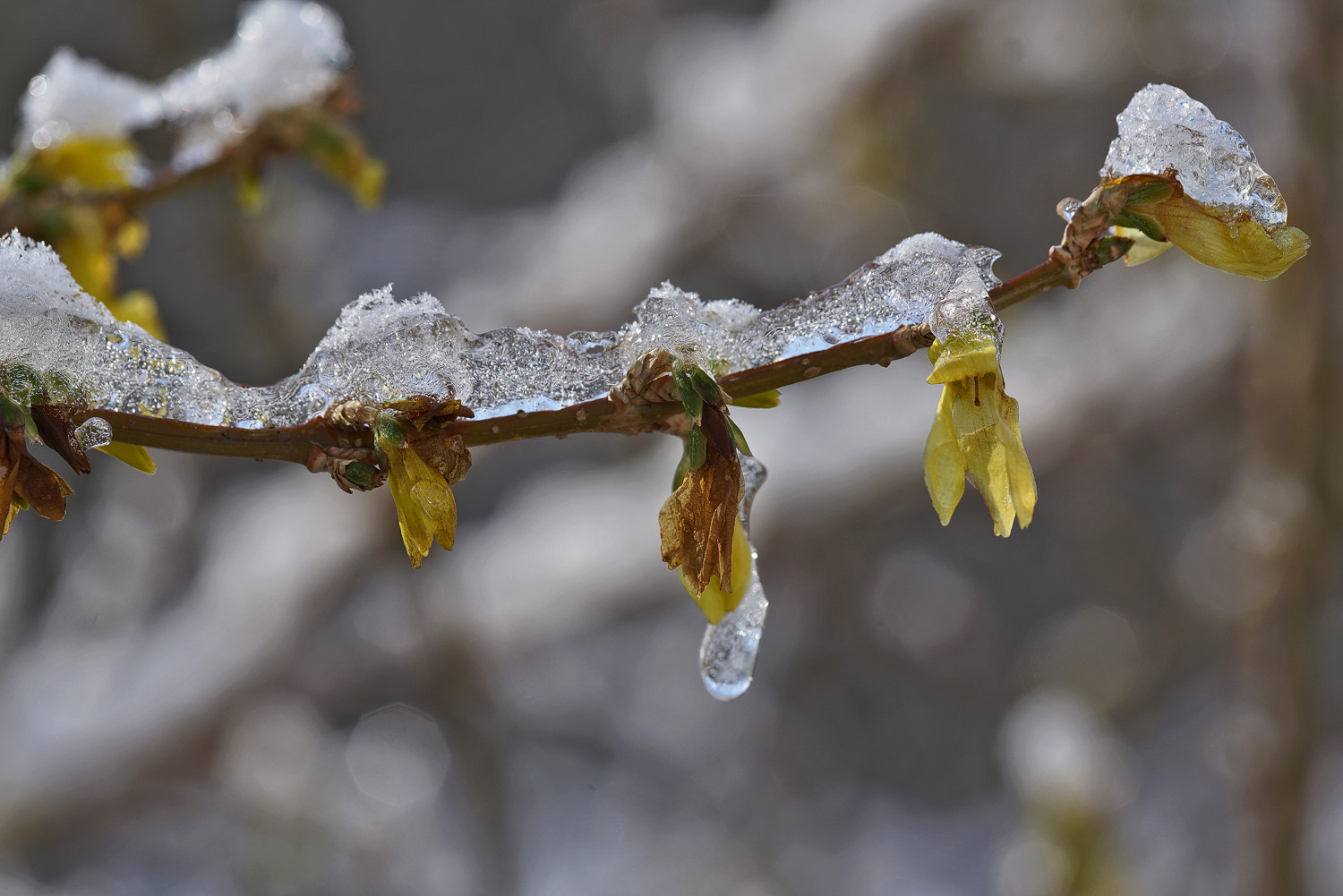 100mm F2.8 SSM sample photo. Frozensythia photography