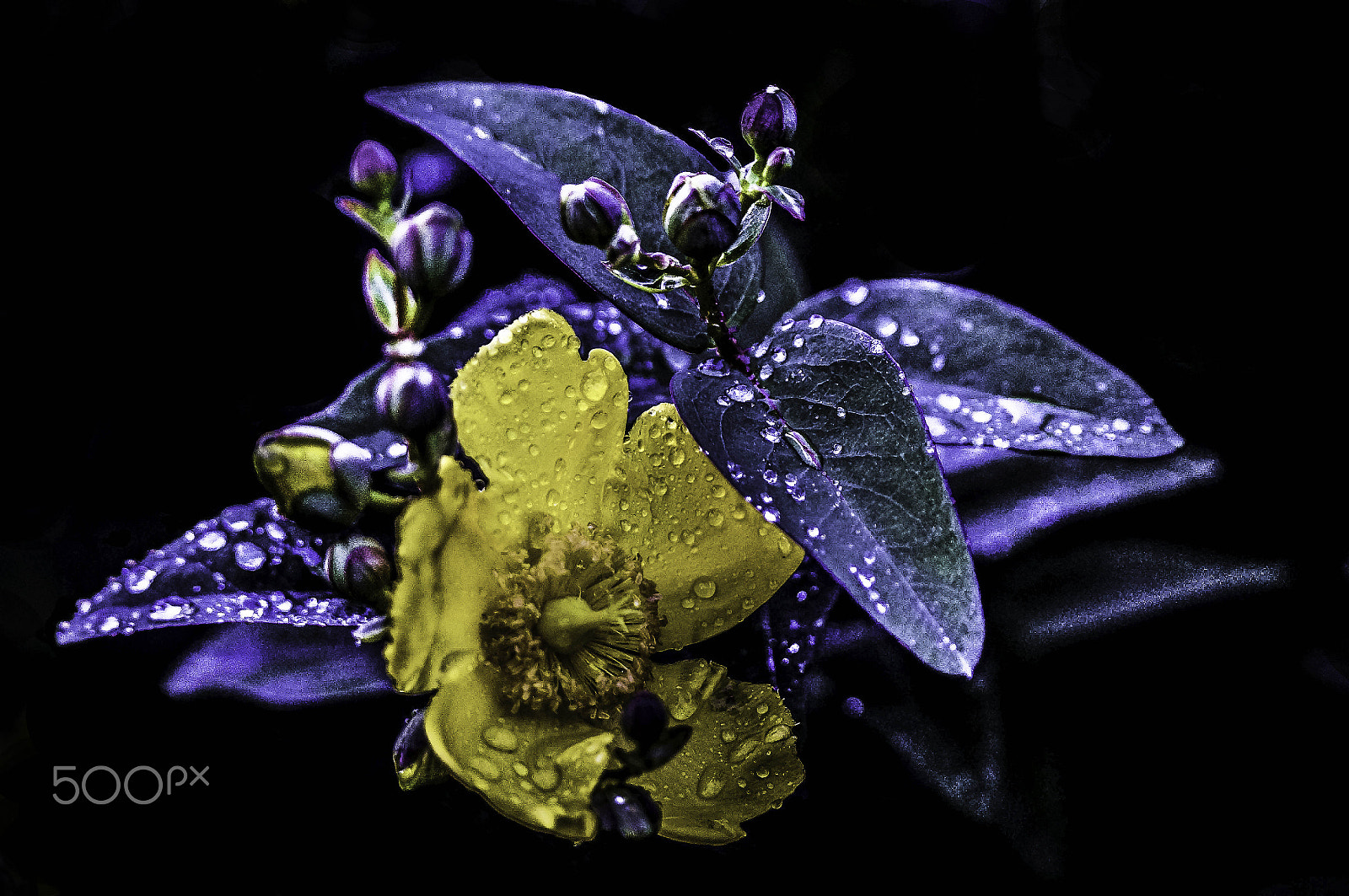 Sony SLT-A57 sample photo. Flower ! photography
