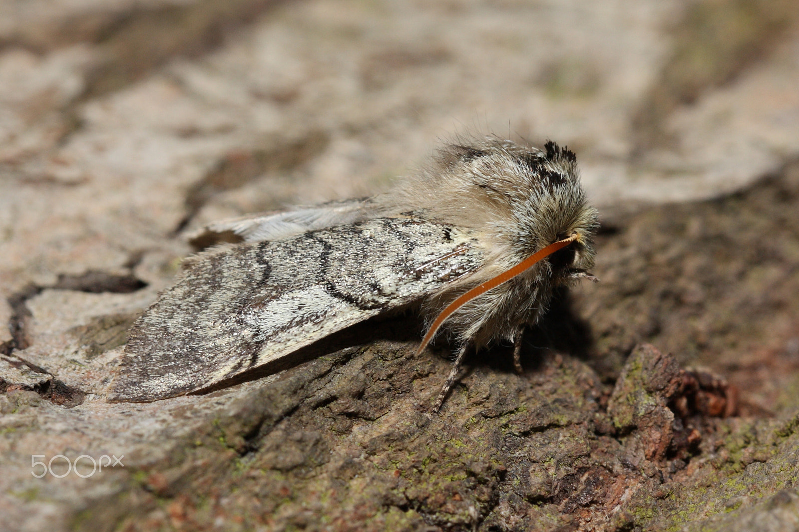 Canon EF 100mm F2.8L Macro IS USM sample photo. Yellow horned photography