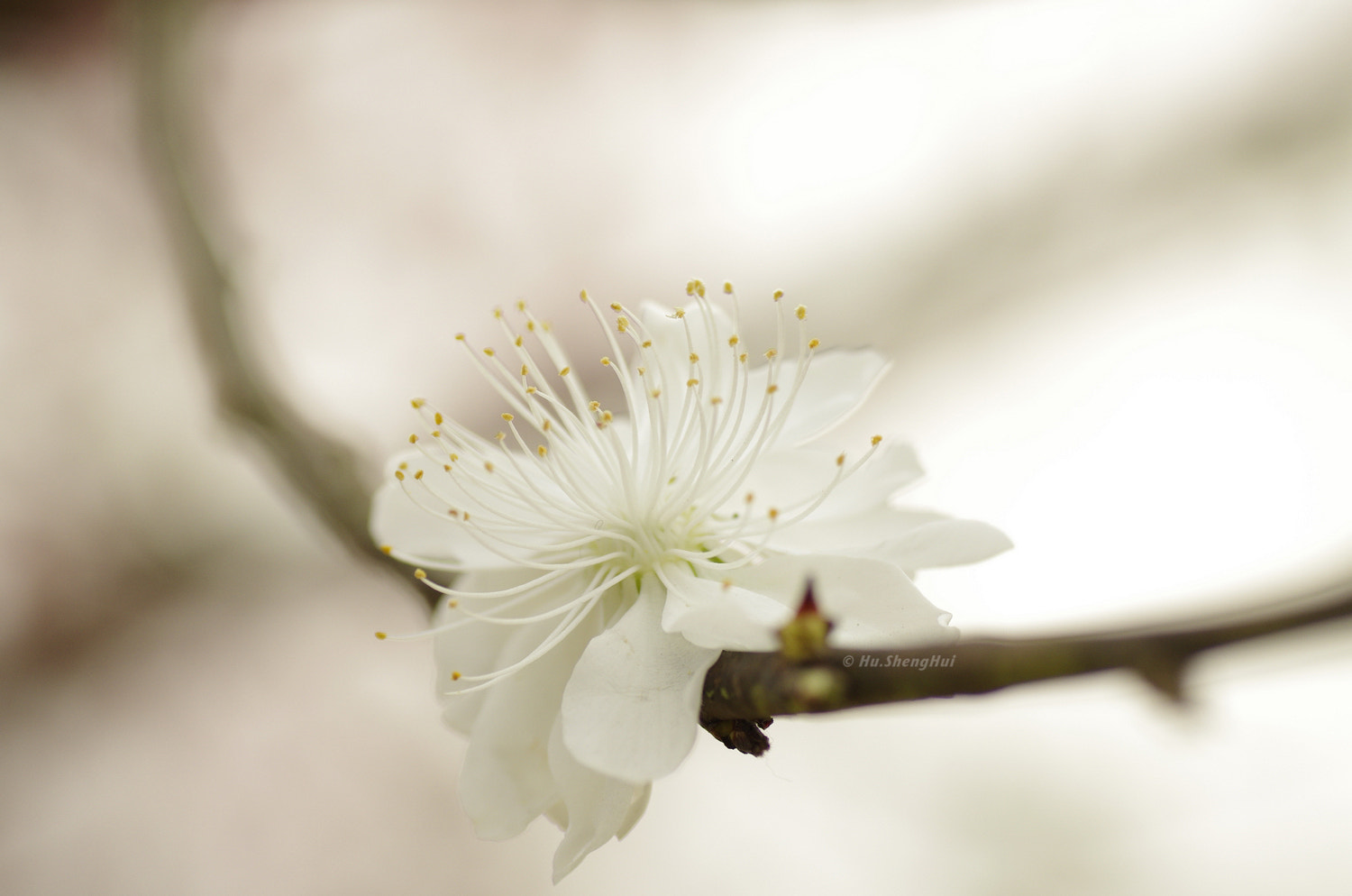 Pentax K-5 sample photo. Flower photography