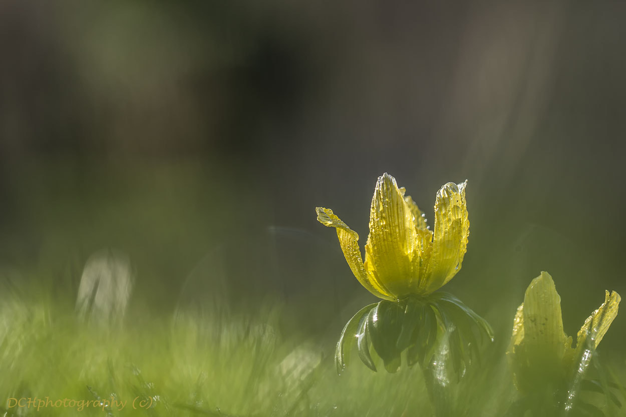 Canon EF 100mm F2.8L Macro IS USM sample photo. Celandine photography