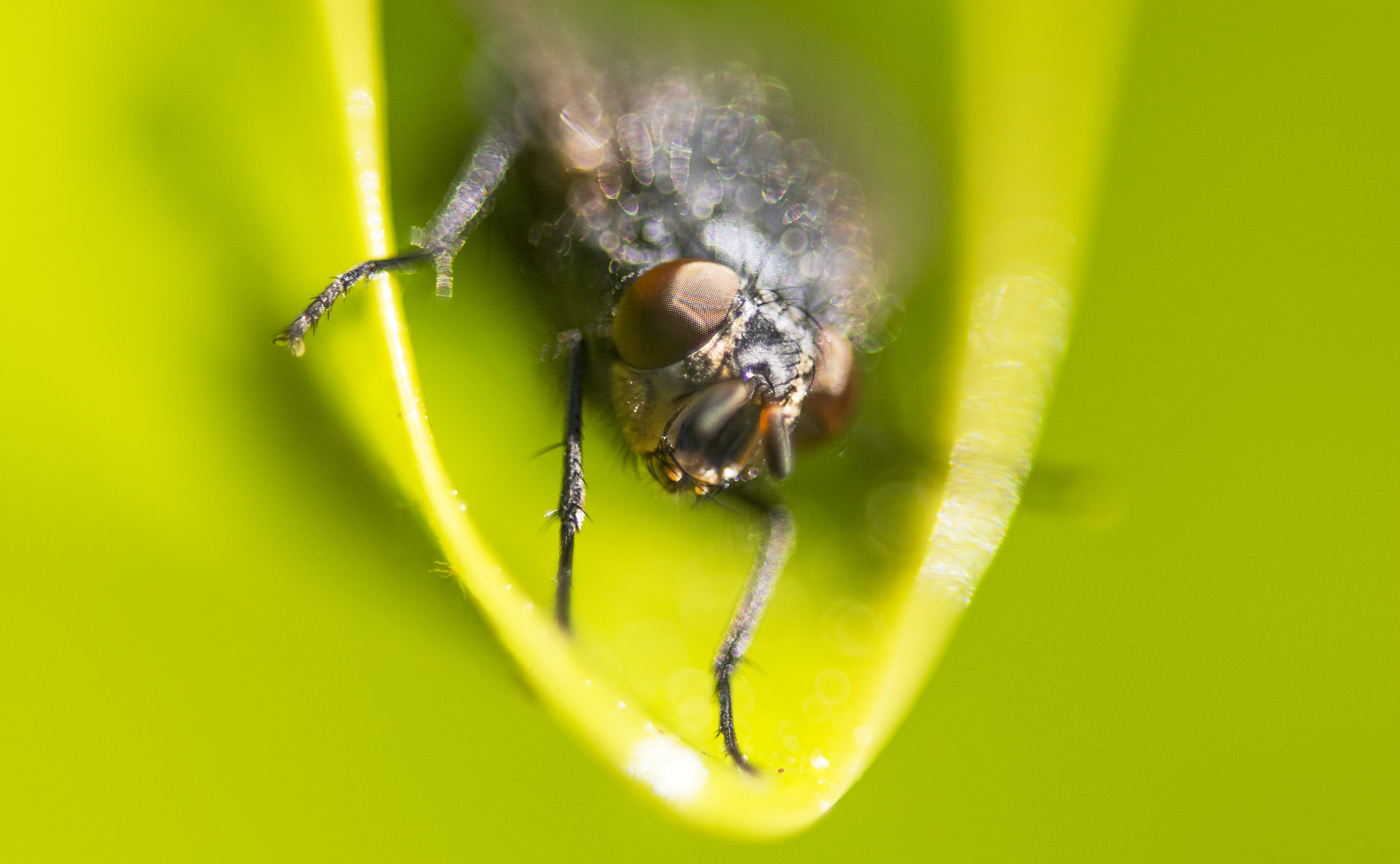 Sigma 105mm F2.8 EX DG OS HSM sample photo. Fly on a leaf photography