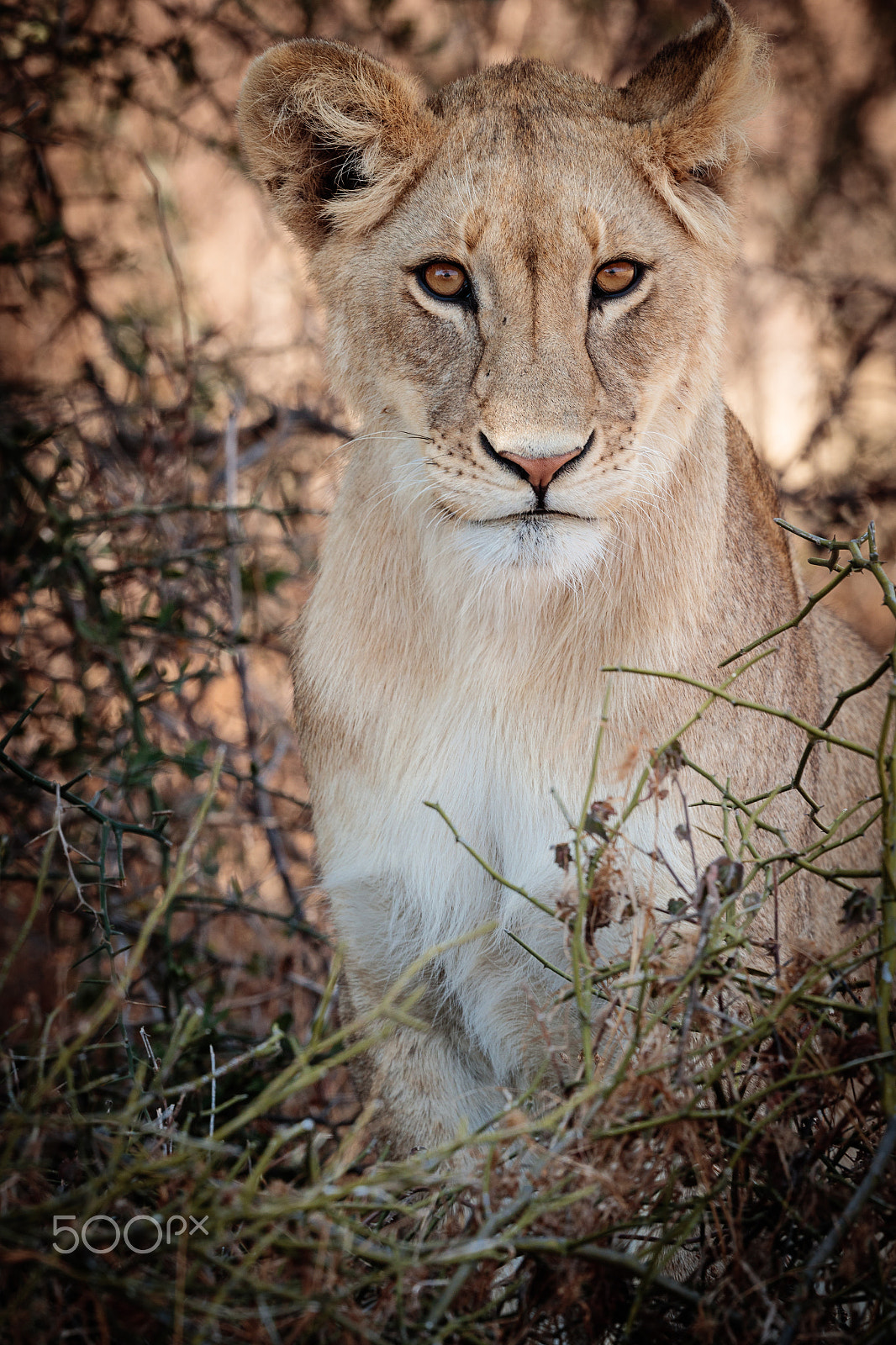 Canon EF 500mm F4L IS II USM sample photo. The lioness photography